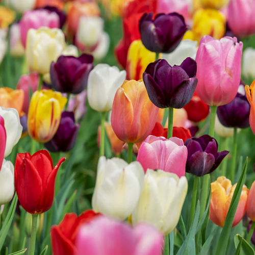 Tulpenbollenmix bundel 15 zakjes