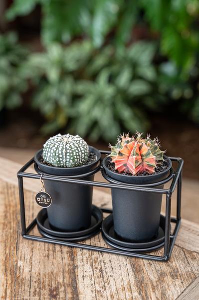 Cactus Duo in Designlijst - Ø17cm - ↕12cm