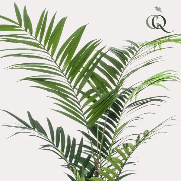 Kunstplant - Kentia - Kentiapalm - 210cm