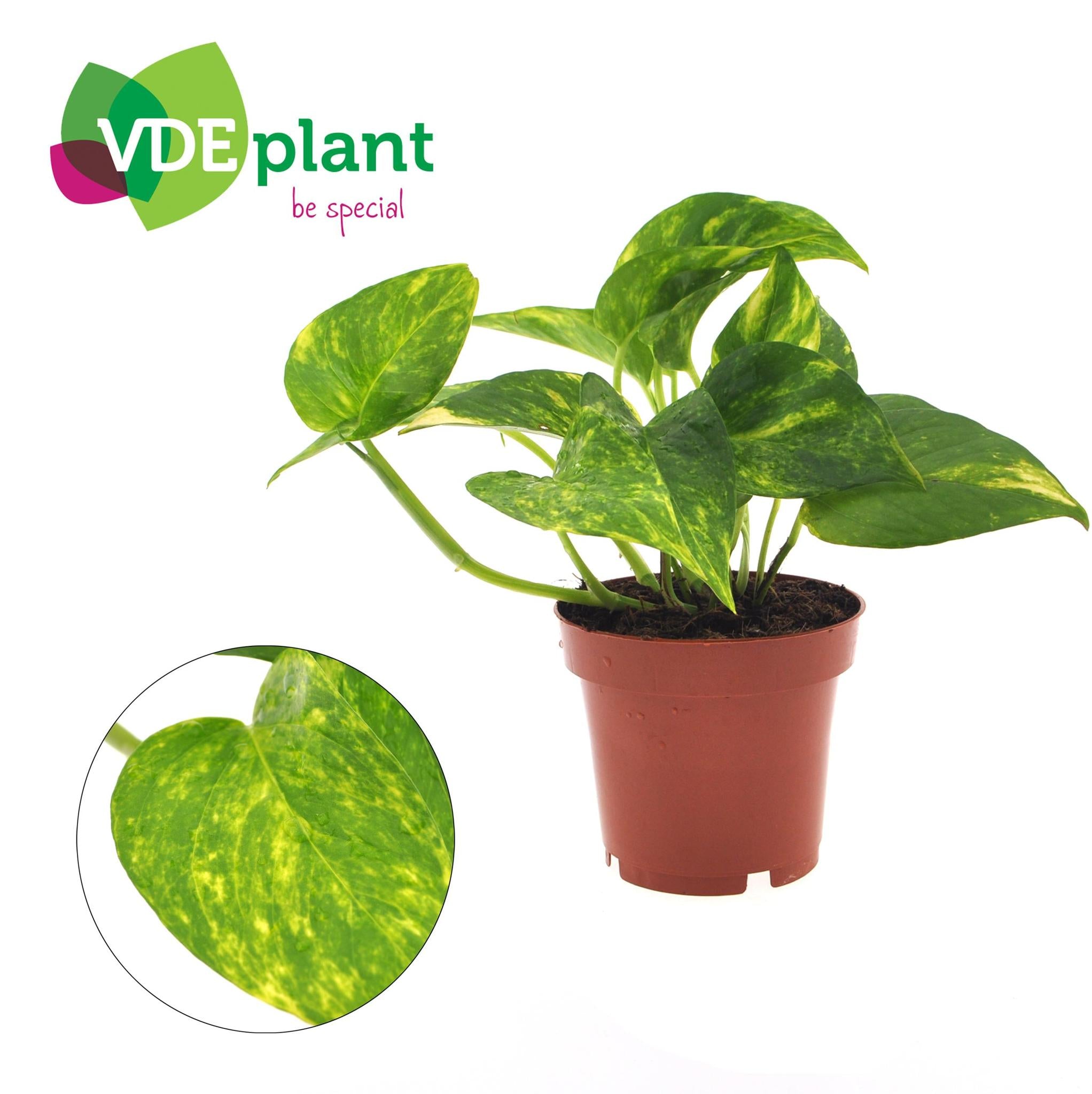 Epipremnum Aureum - Ø12 ↕25