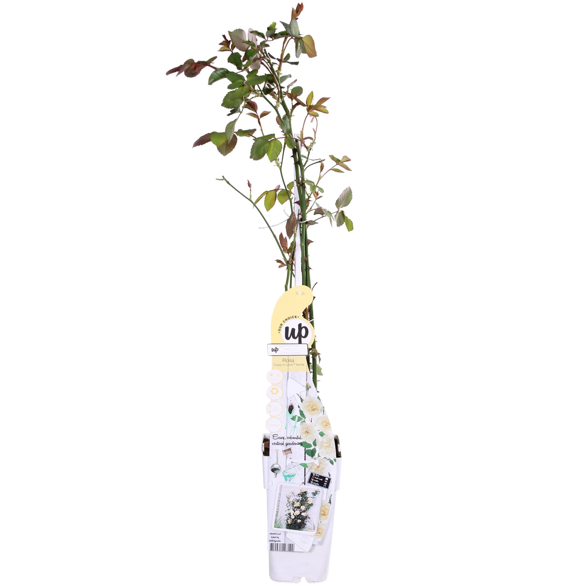 3x - Rosa Crazy in love 'Vanille' - ?65cm - Ø15
