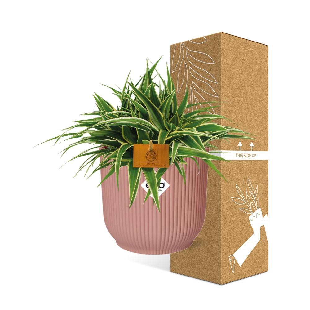 Chlorophytum Ocean 15cm in ELHO Vibes Fold 16cm rond delicaat roze