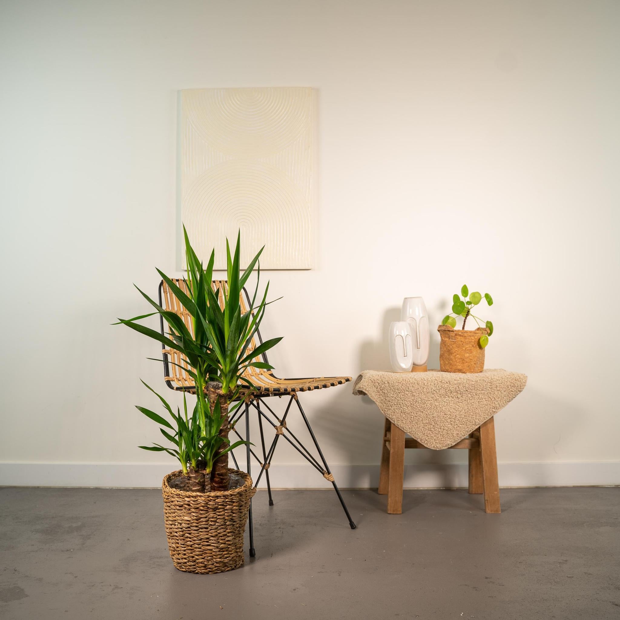 Yucca-Ø17cm - ↕90cm
