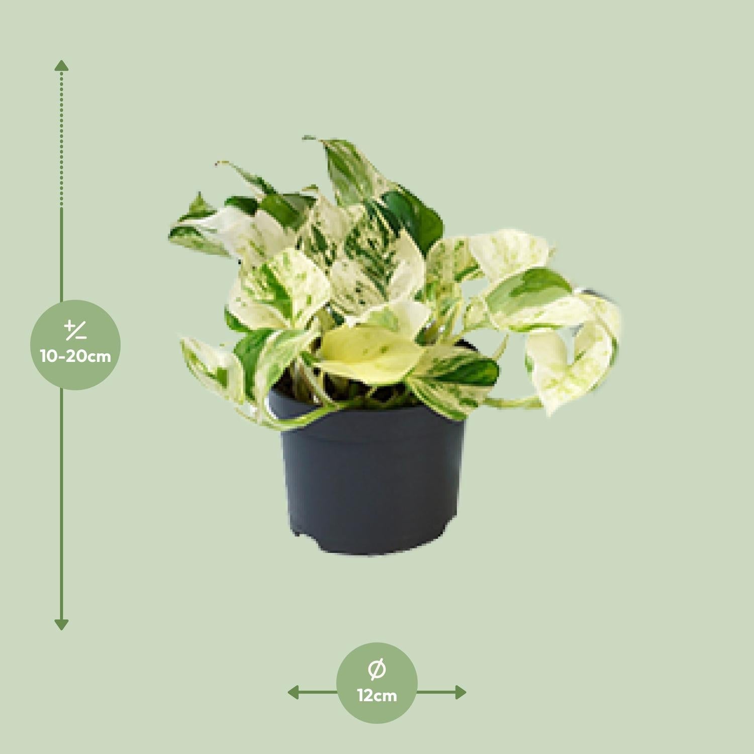 Epipremnum Happy Leaf Ø12cm - ↕15cm