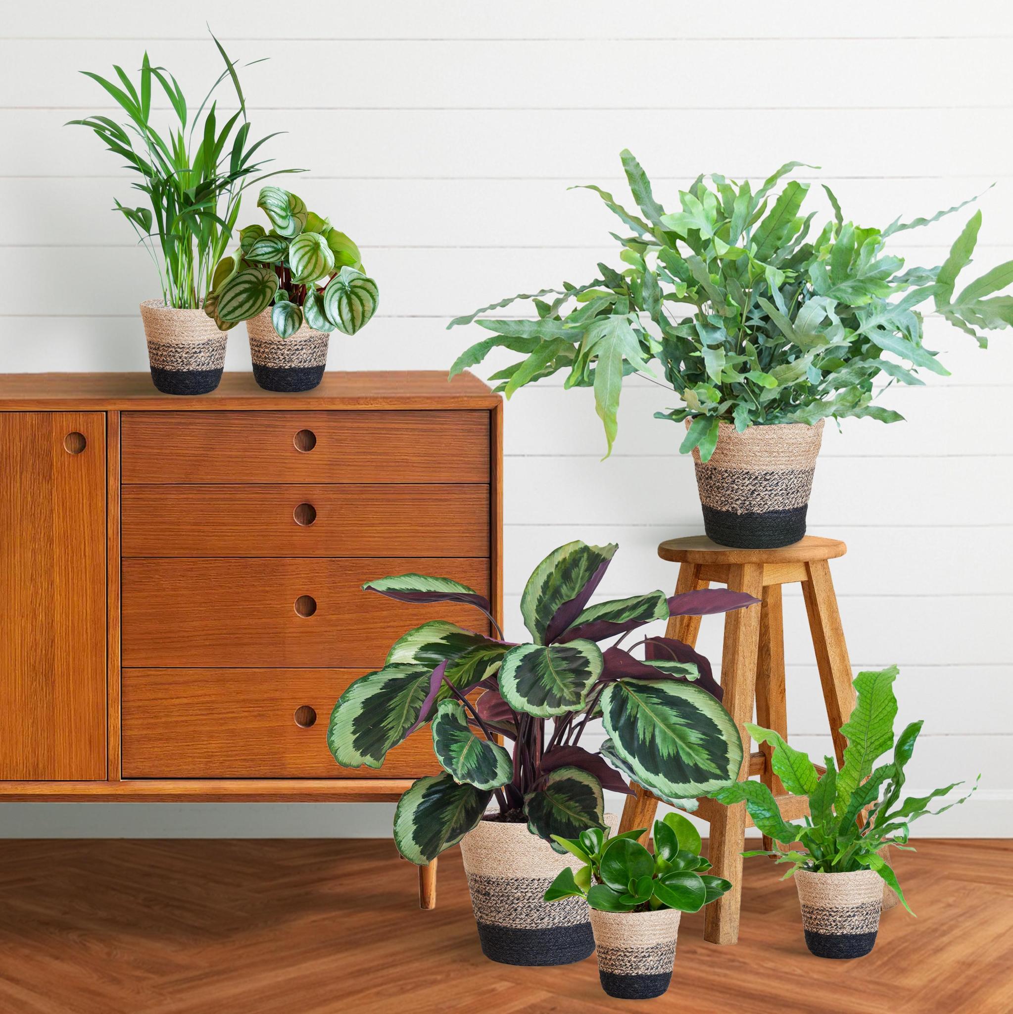 Diervriendelijke plantenset Groot
