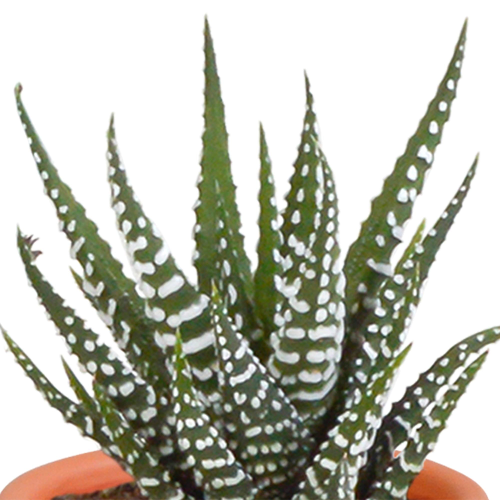 Cactus en vetplantenmix 5,5 cm | 15 stuks - in Mexicaanse pot