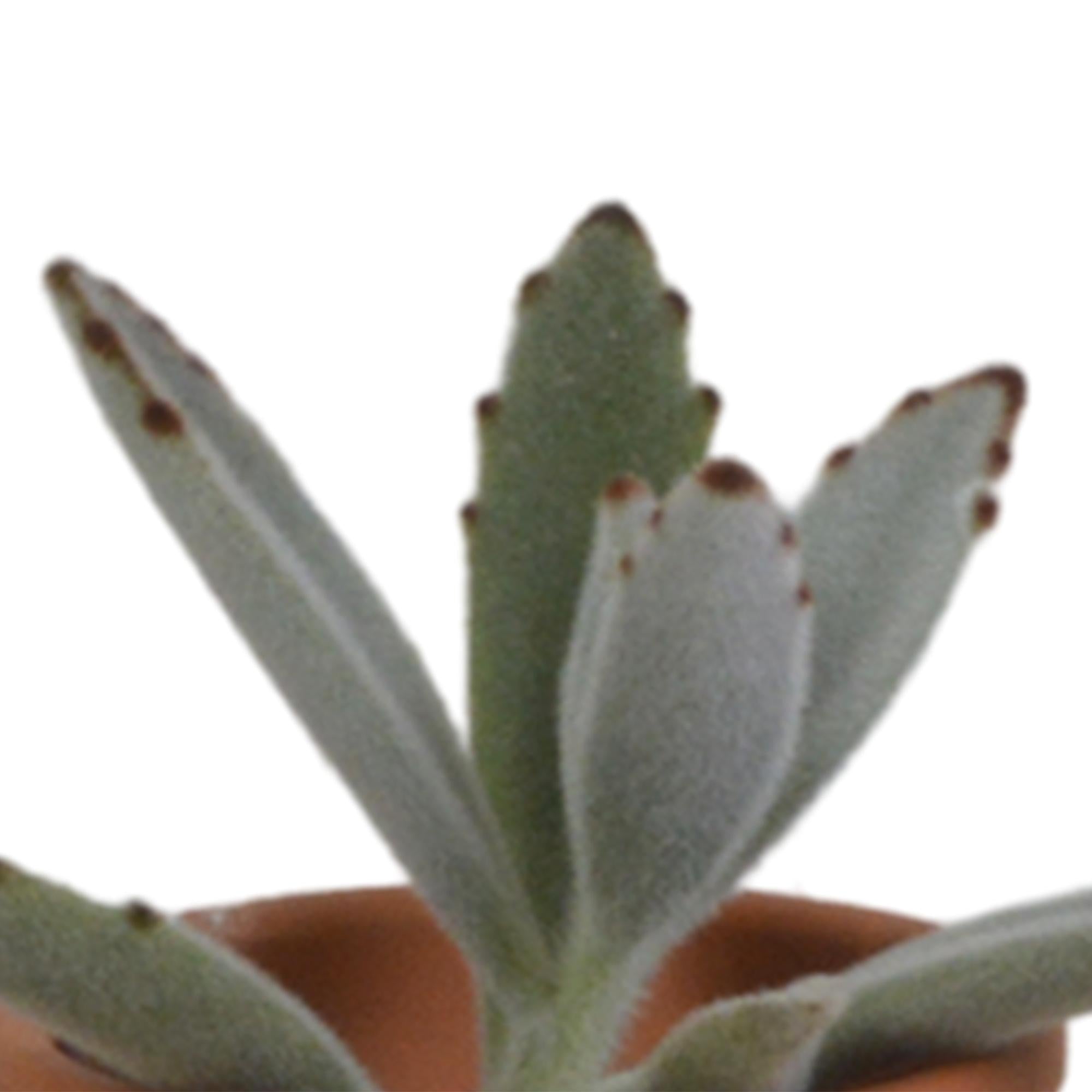 Vetplantenmix 5,5 cm - 5x - in terracotta pot