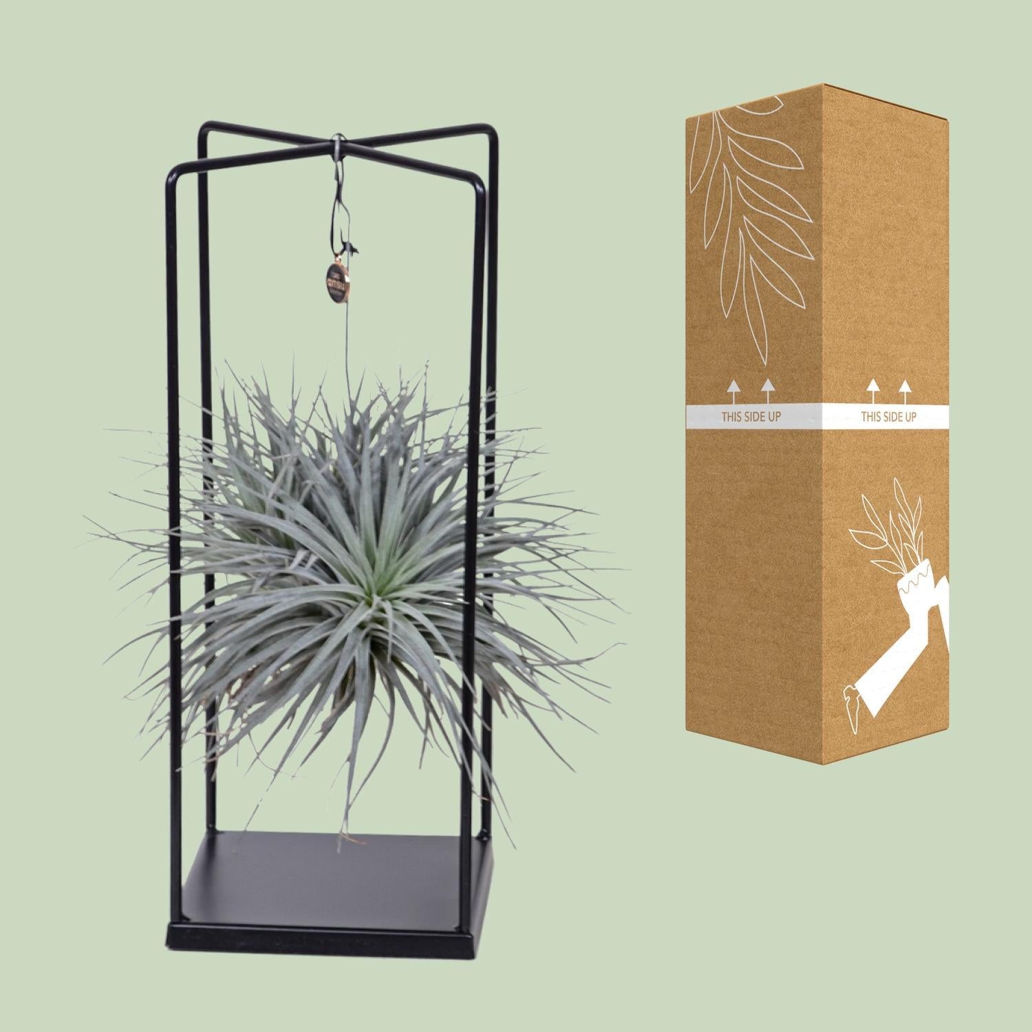 Tillandsia Cube Mix 1 Stück - Ø20cm - ↕20cm