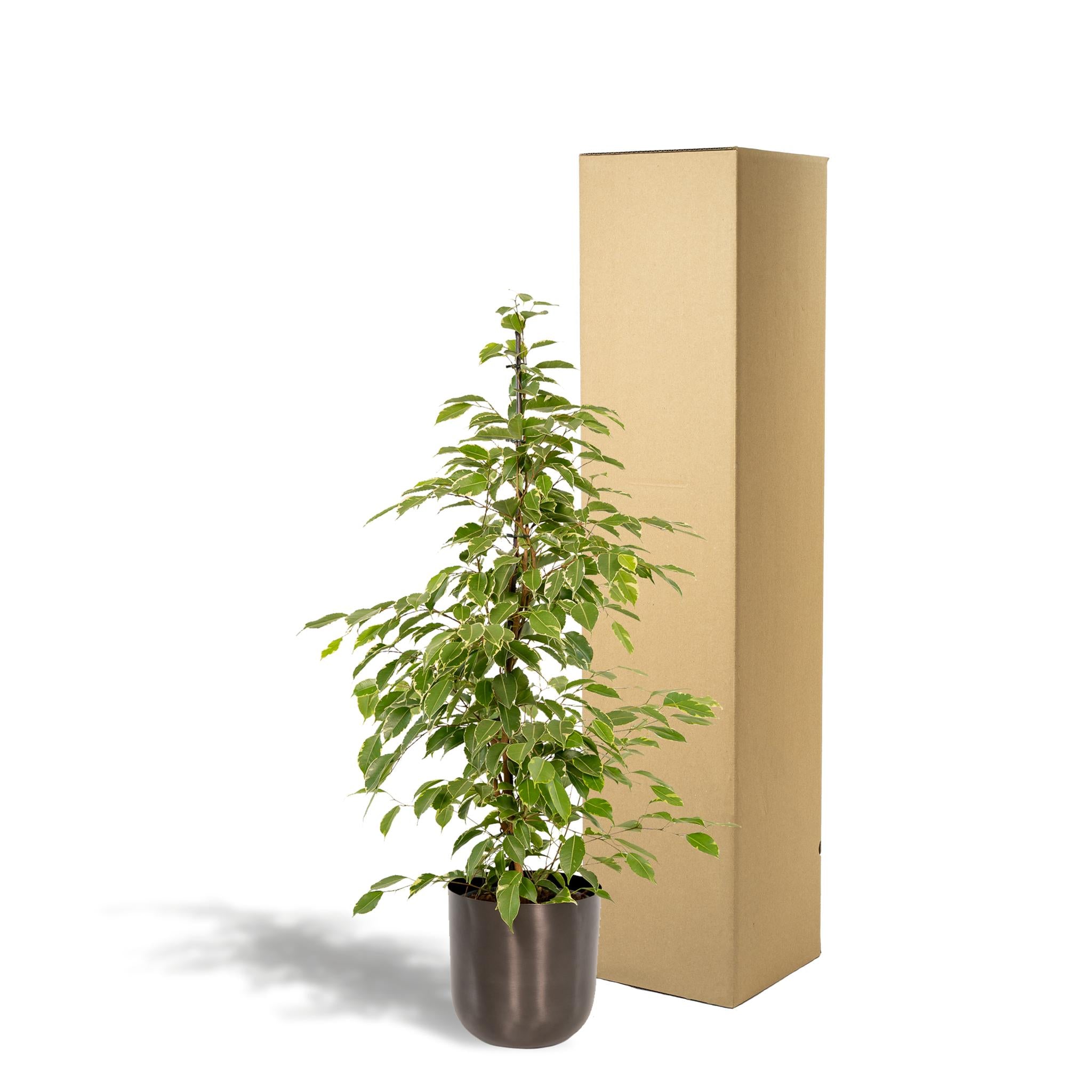 Ficus benjamina Goldenking - Ø21cm - ↕95cm + Pot Mayk Lood