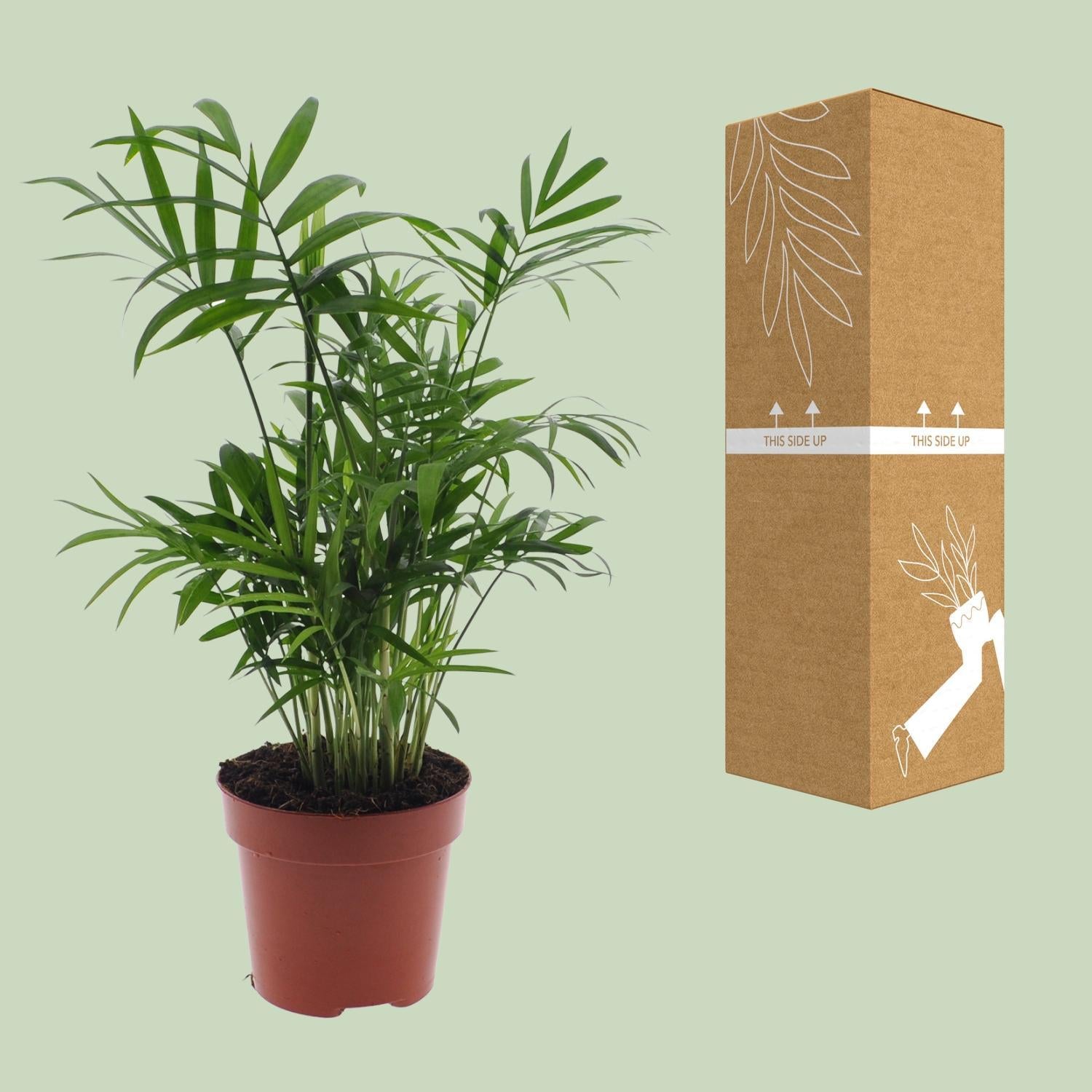 Chamaedorea Elegans - Ø12 -?40cm