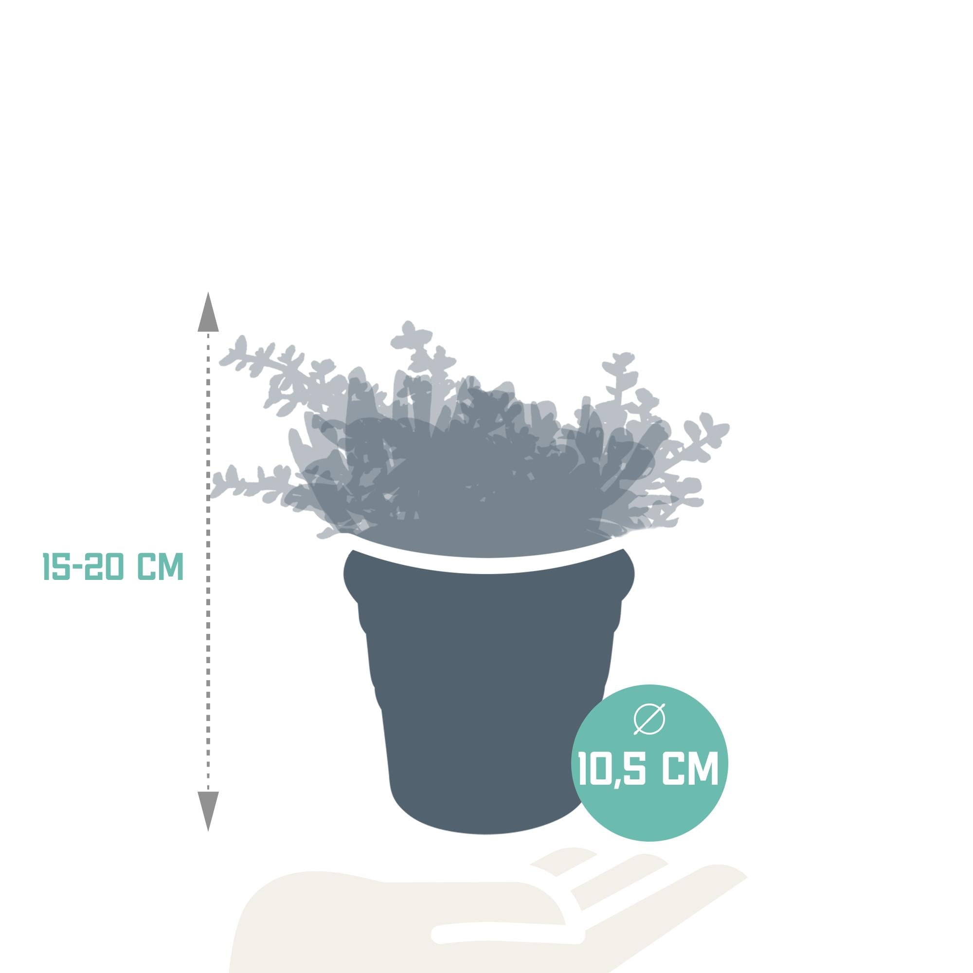 Crassula mix 10,5 cm - 3x - in terracotta pot