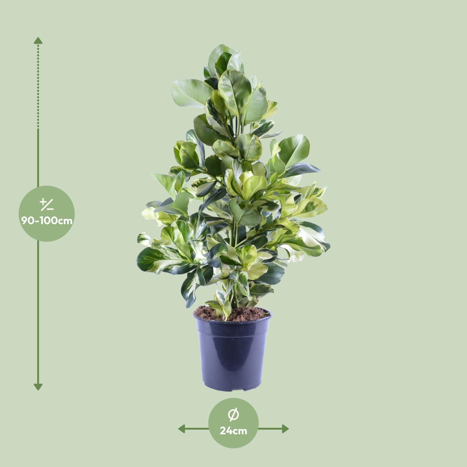 Clusia Rosea Witte Ster - Ø24cm - ↕95cm