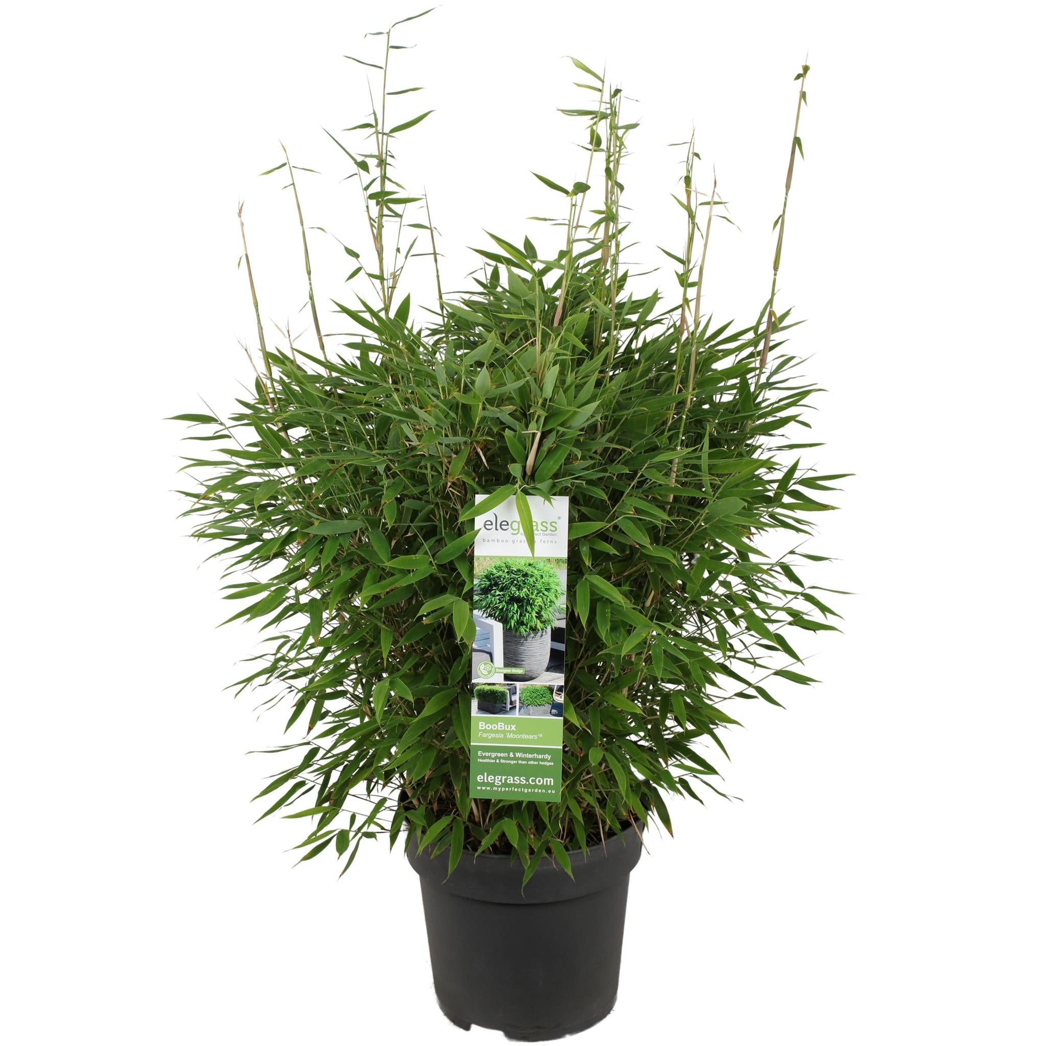 Fargesia 'Moontears'® Boobux - Compact groeiende, niet woekerende bamboe