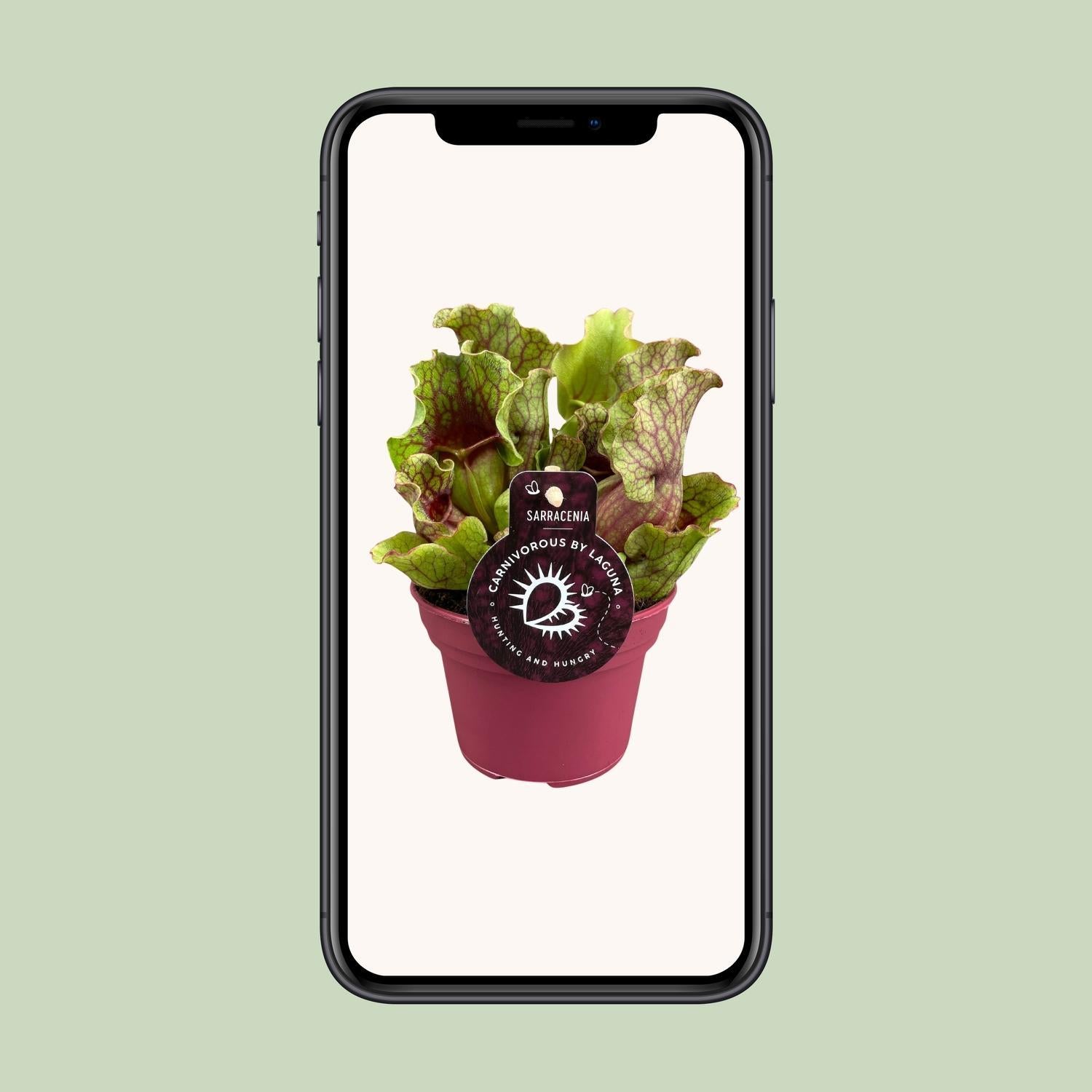 Sarracenia - Ø12 ↕20