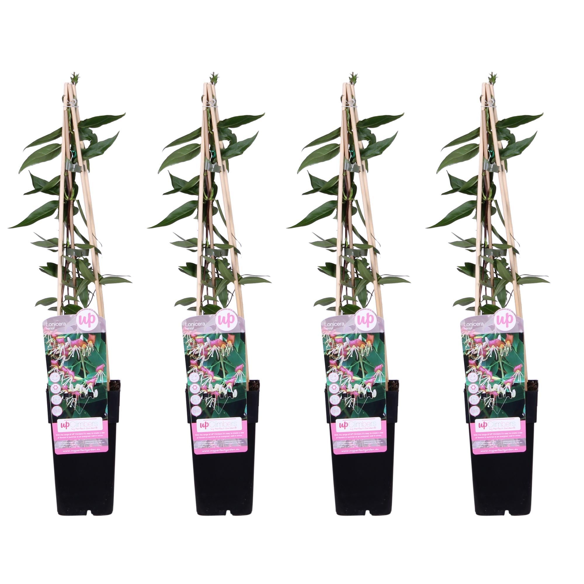 4x - Lonicera henryi - ?65cm - Ø15