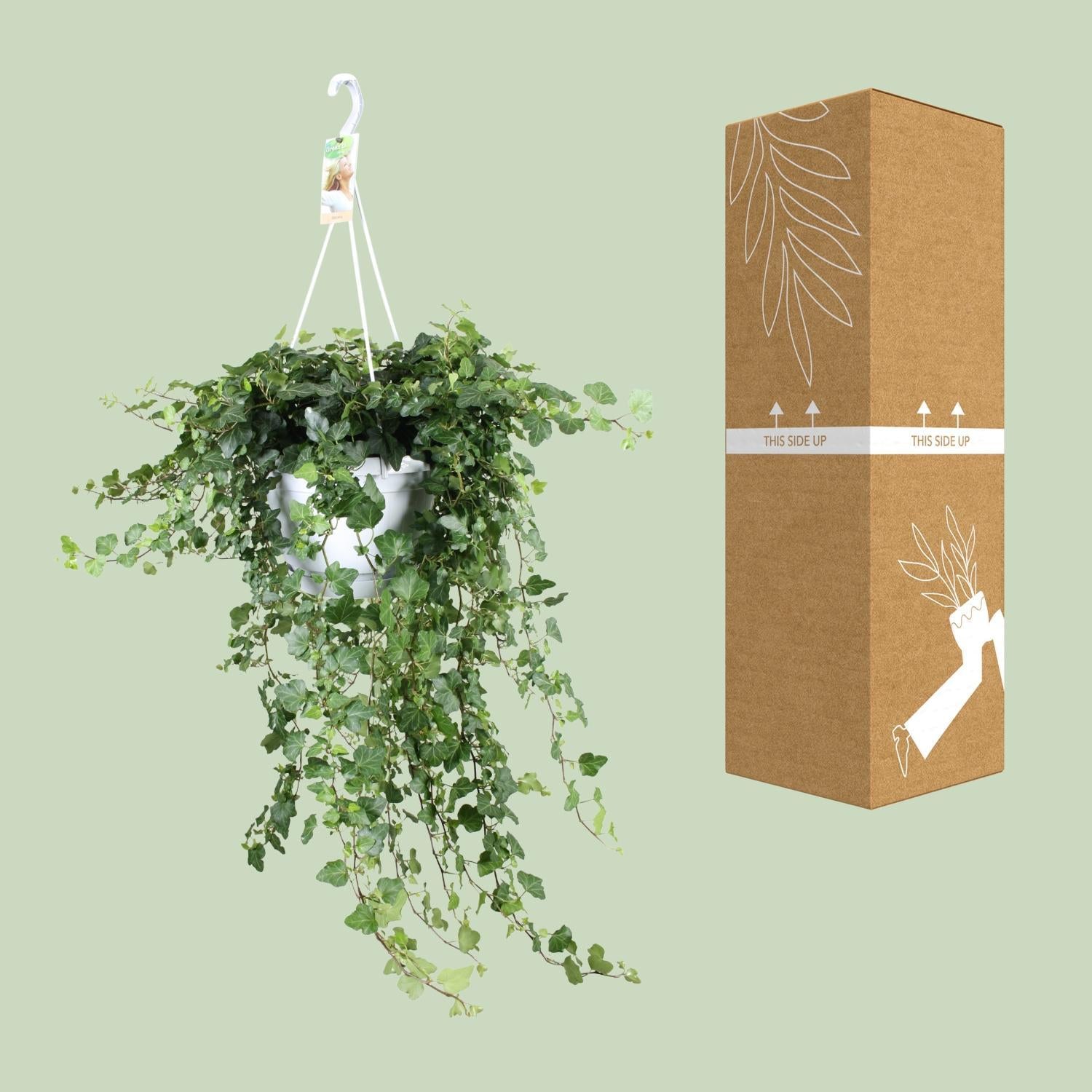 Hedera Helix Wonder - Ø24 - ?70cm