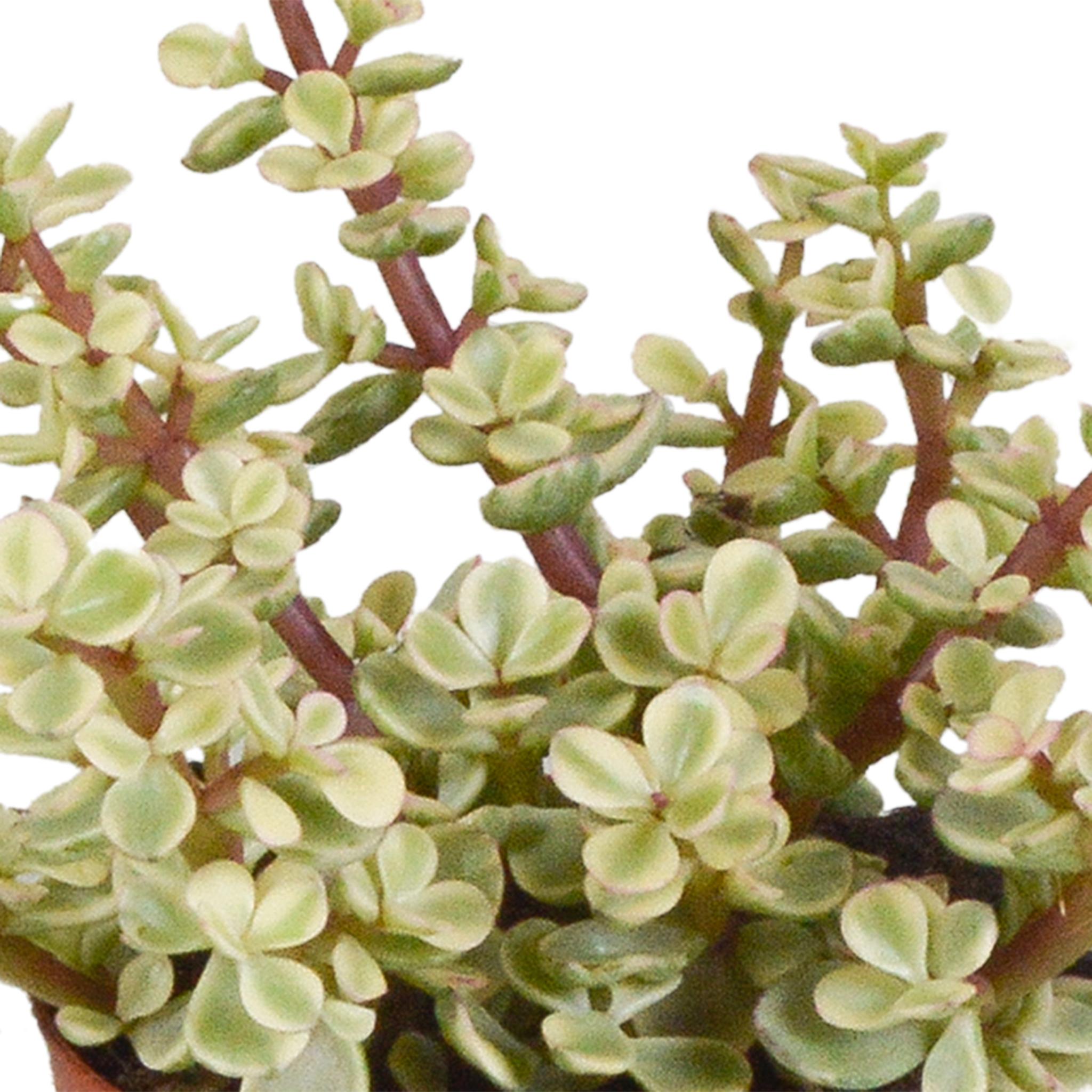 Crassula mix 8,5 cm - 3x - in witte pot