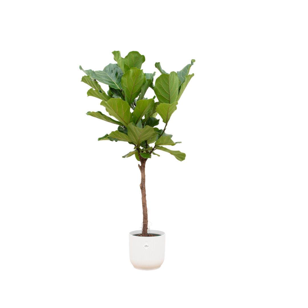 Ficus Lyrata stam inclusief elho Vibes Vouw Rond wit - 160 cm - Ø30
