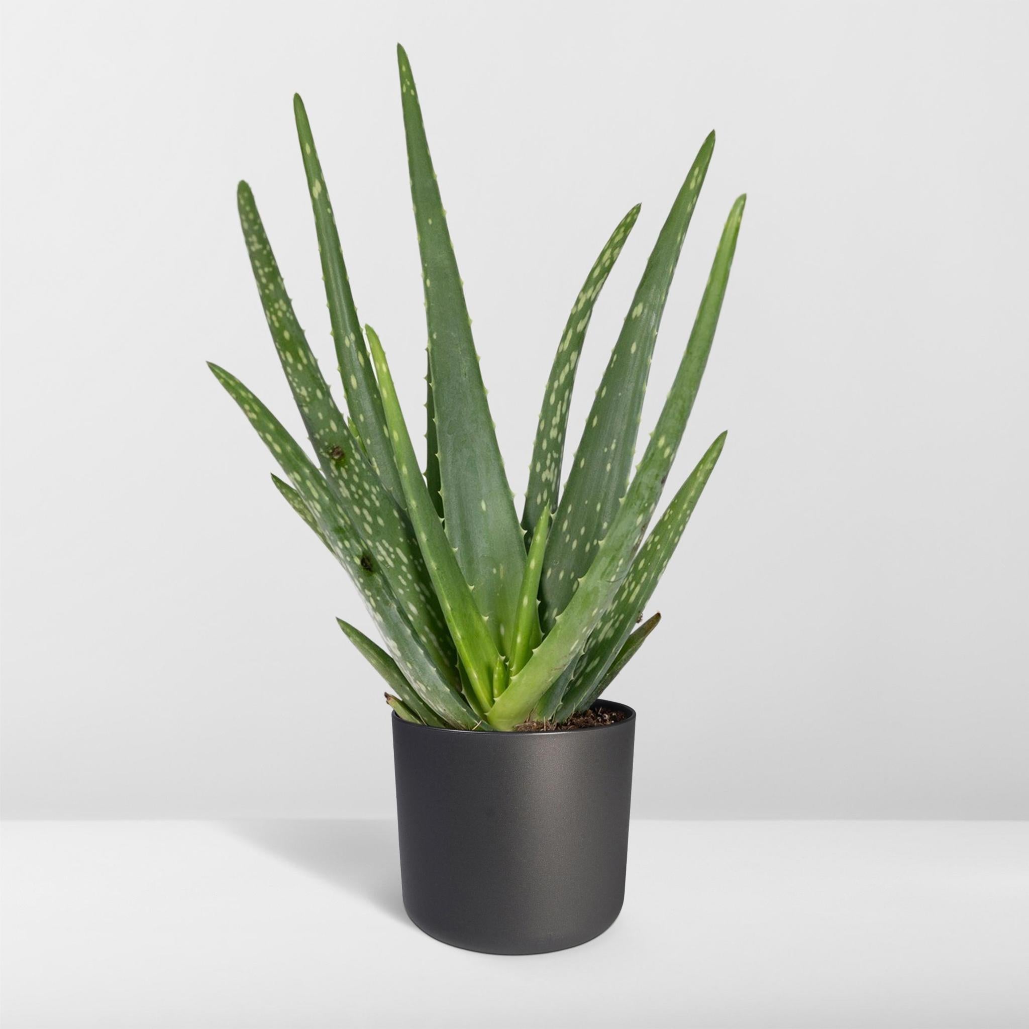 Aloë vera - Ø12 - ?40cm