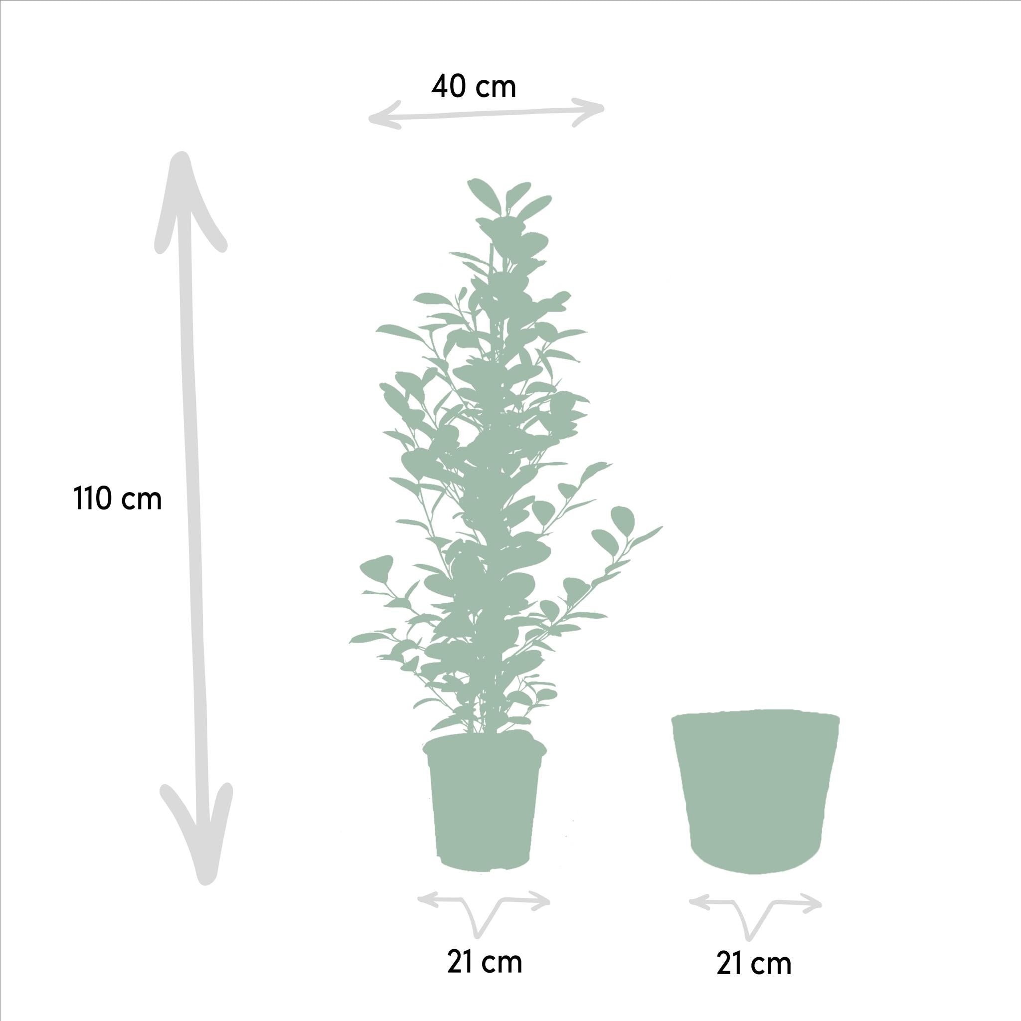 Ficus Benjamina Danielle - Ø21cm - ↕95cm + Ficus Benjamina Twilight - Ø21cm - ↕95cm + Ficus Microcarpa Moclame - Ø21cm - ↕95cm + Mand Selin