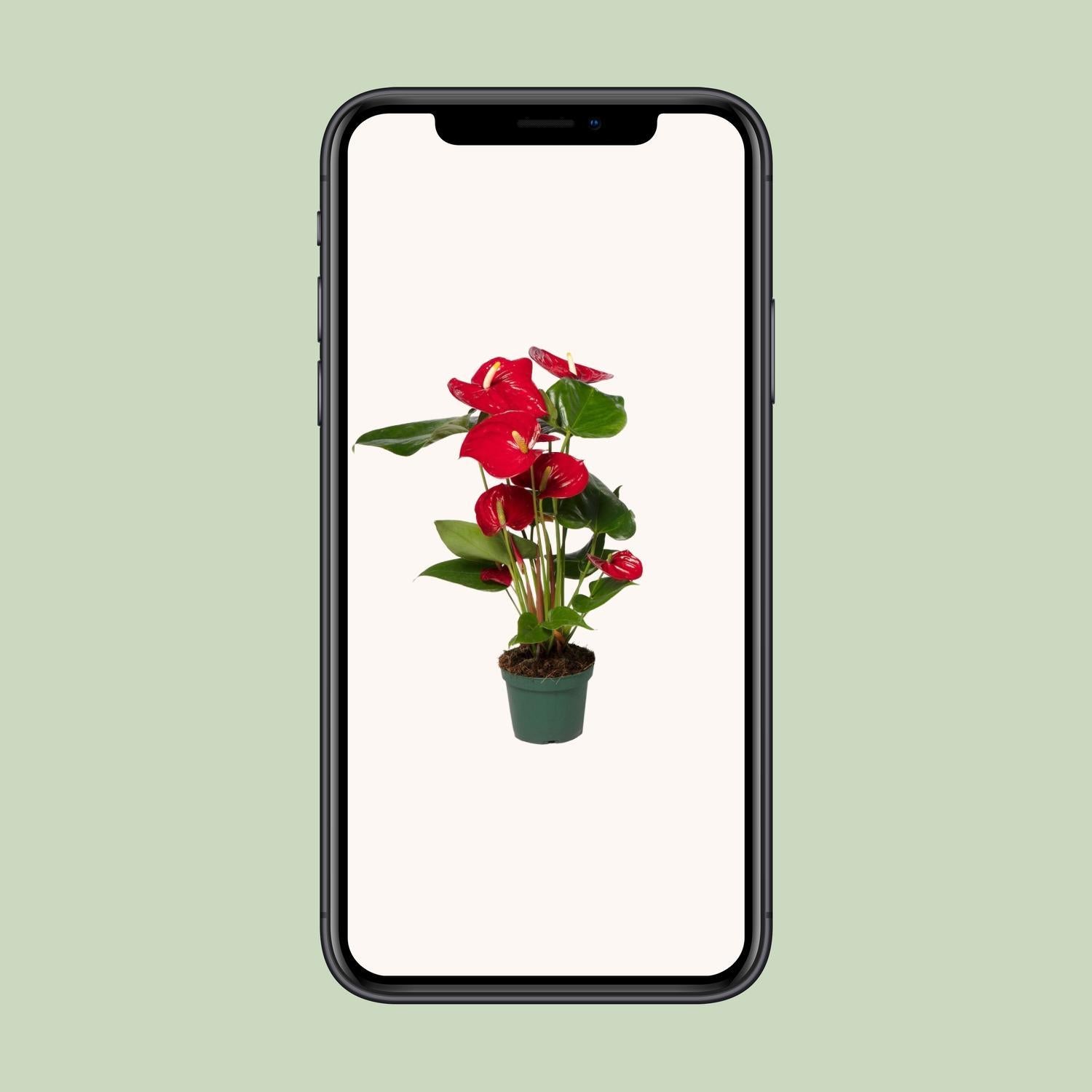 Anthurium Nevada - Ø12 -?40cm