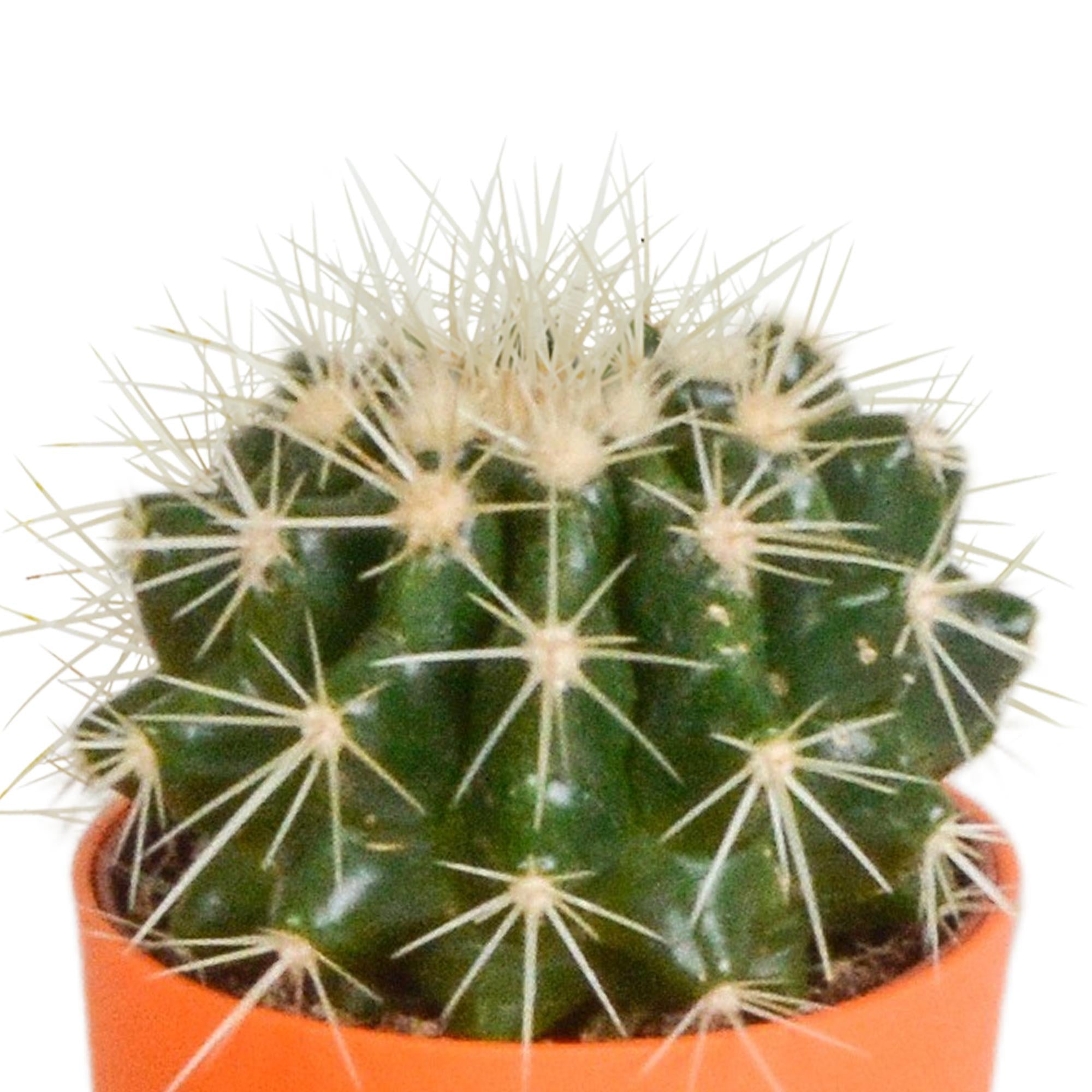 Kaktusmischung 5,5 cm - 5x - im farbigen Kunststofftopf