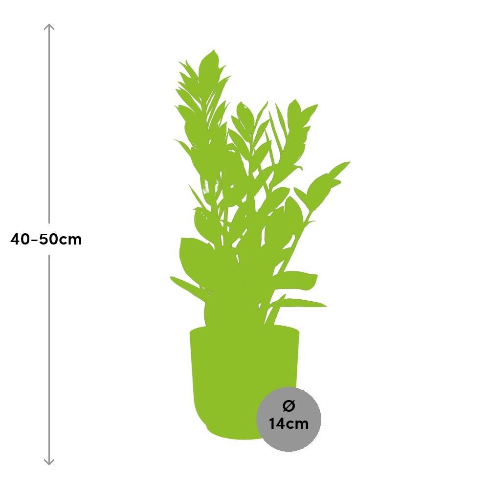 Zamioculcas – Hoogte 45-50 in ELHO Vibes Vouw 14cm geel