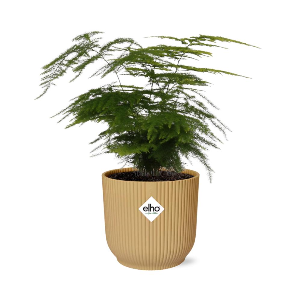 Asparagus Setaceus 'Plumosus' in ELHO Vibes Fold 14cm geel