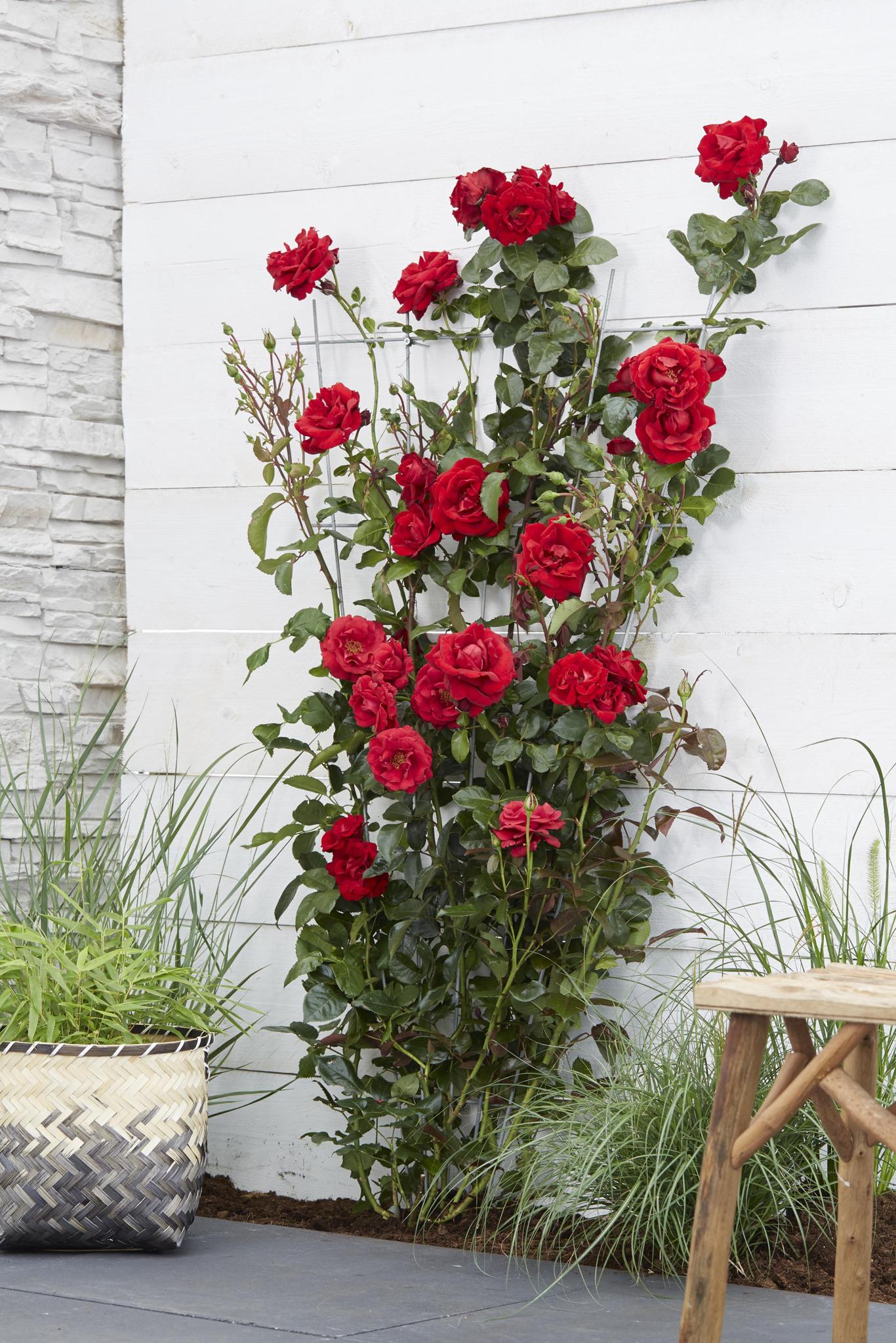Rosa Gek op liefde 'Rood' - Rode Roos