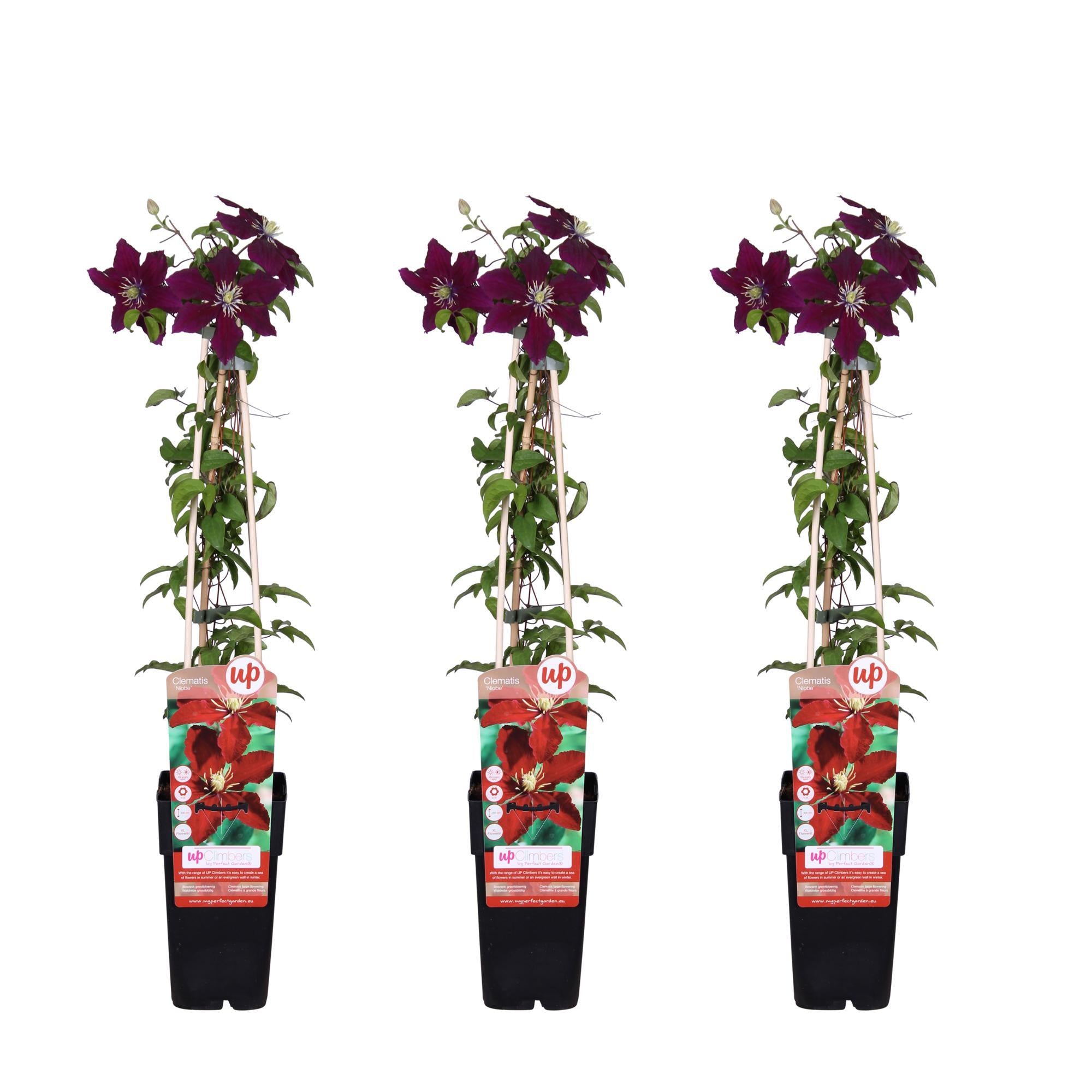 3x - Clematis Niobe - ?65cm - Ø15