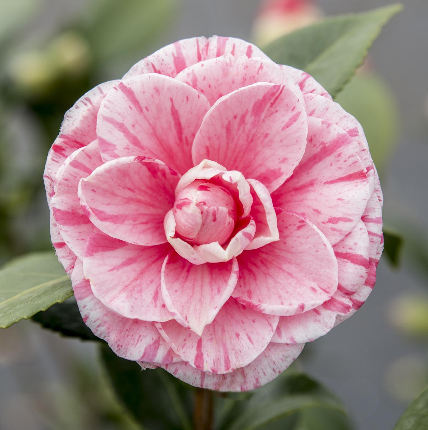 Camellia japonica Bonomiana - Ø19 - ?65cm
