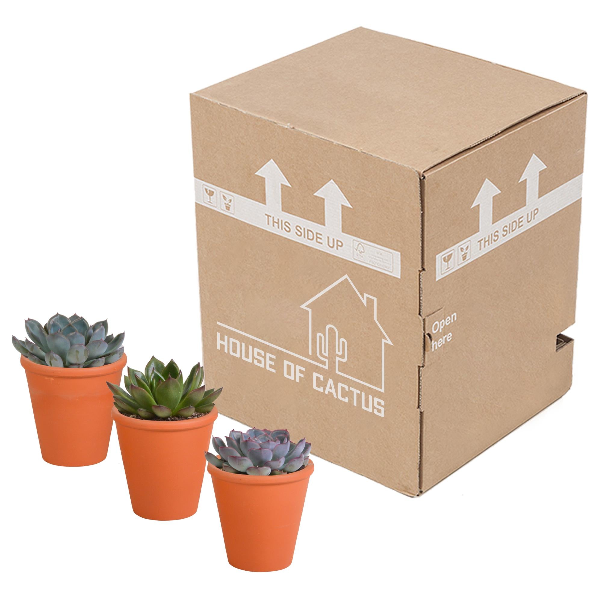 Echeveria mix 8,5 cm - 3x - in terracotta pot