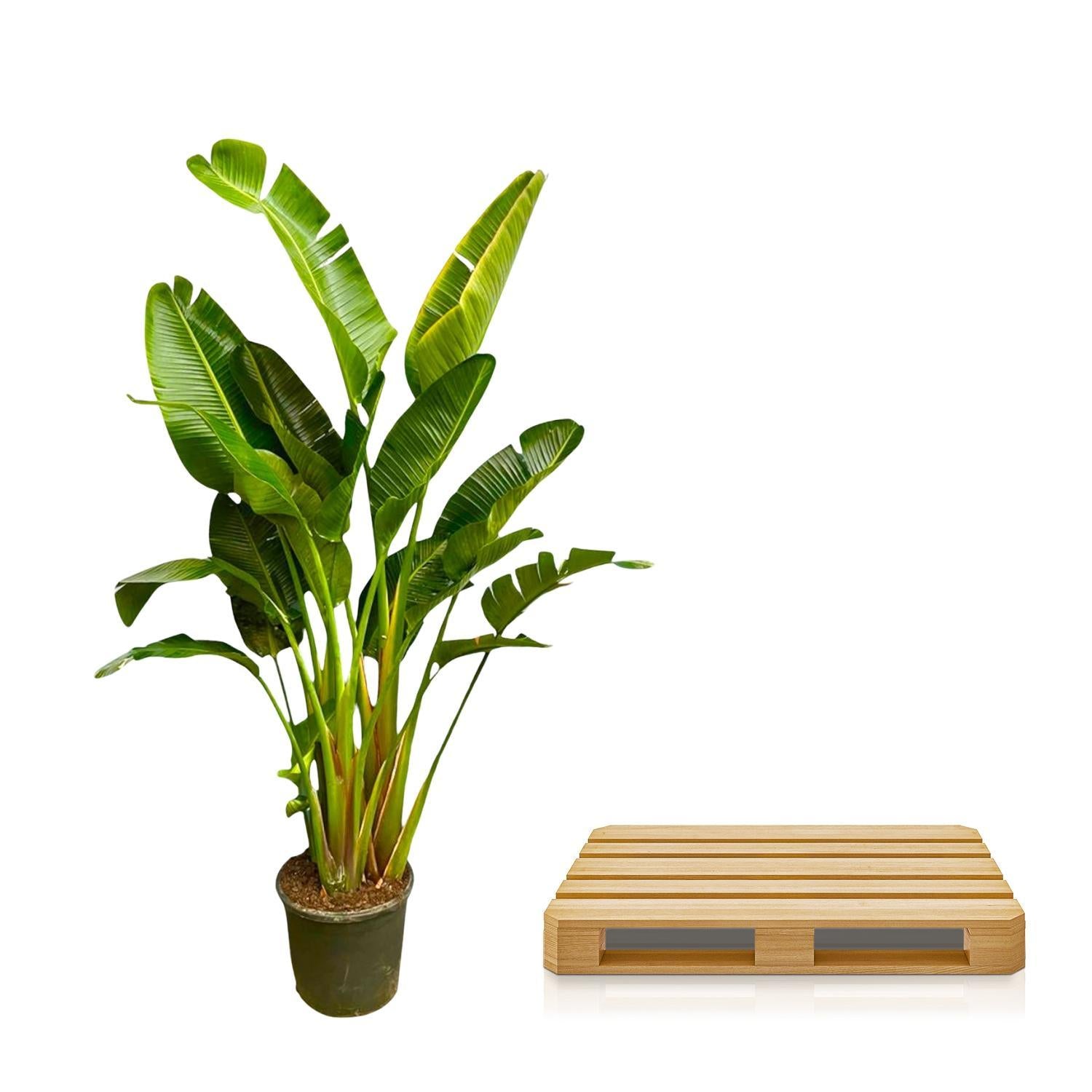 Strelitzia Augusta Multistamm XXL - 250 cm - ø50