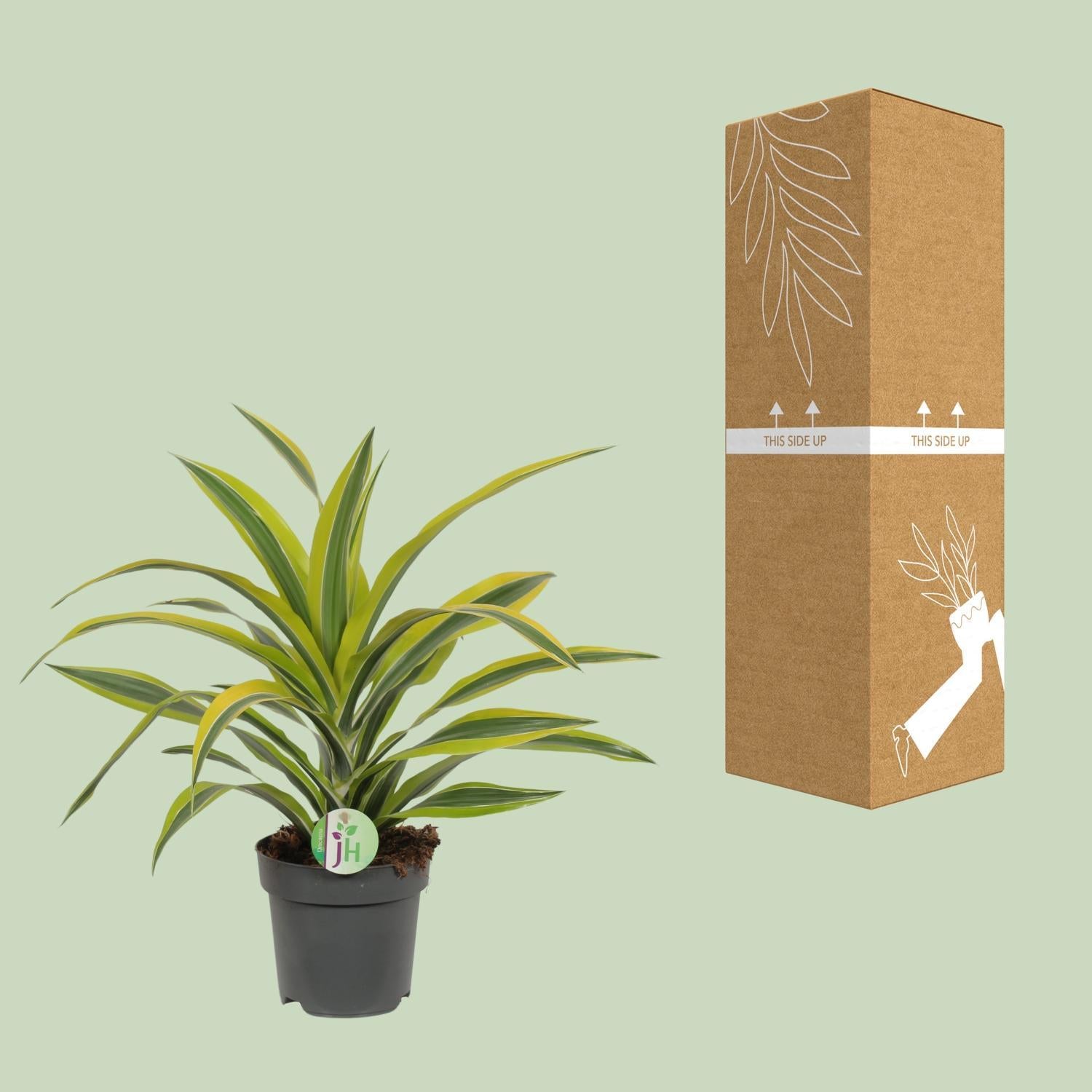 Dracaena Fragrans Citroen Limoen Ø17cm - ↕40cm