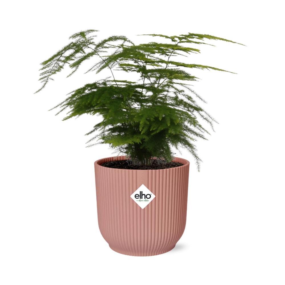 Asparagus Setaceus 'Plumosus' in ELHO Vibes Fold 14cm roze