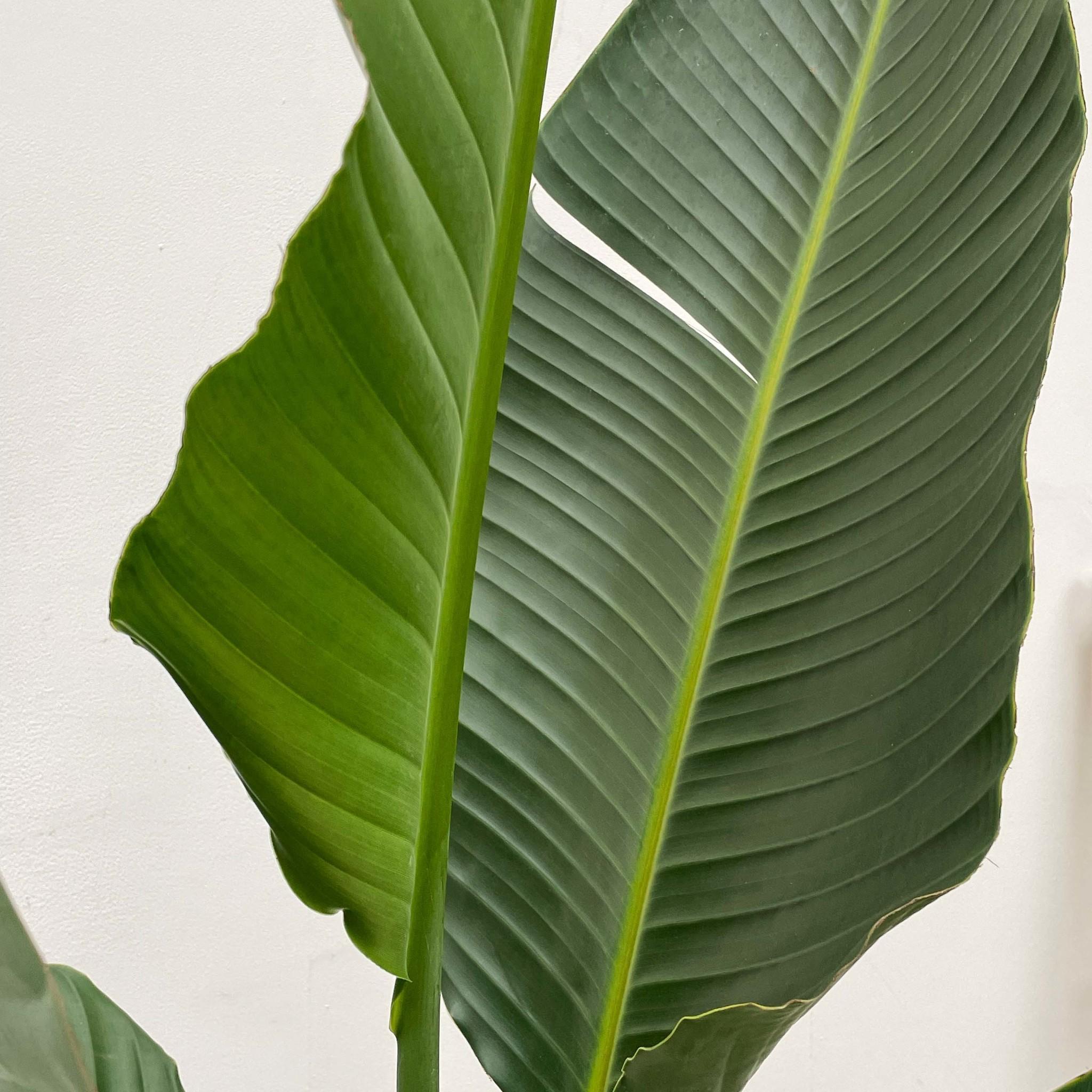 Strelitzia Augusta Multistamm XXL - 250 cm - ø50