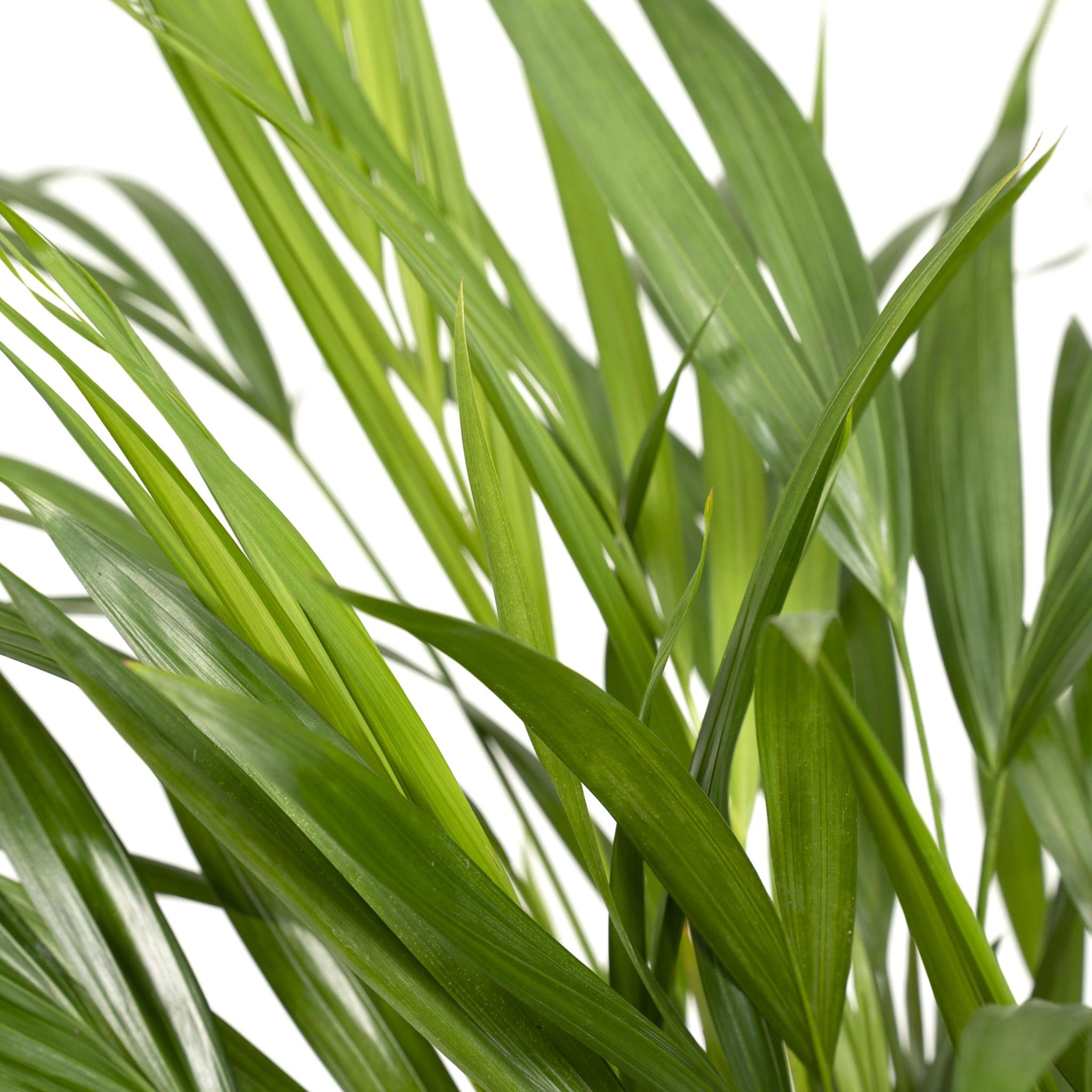 Dypsis Lutescens - Ø17 - ?60cm