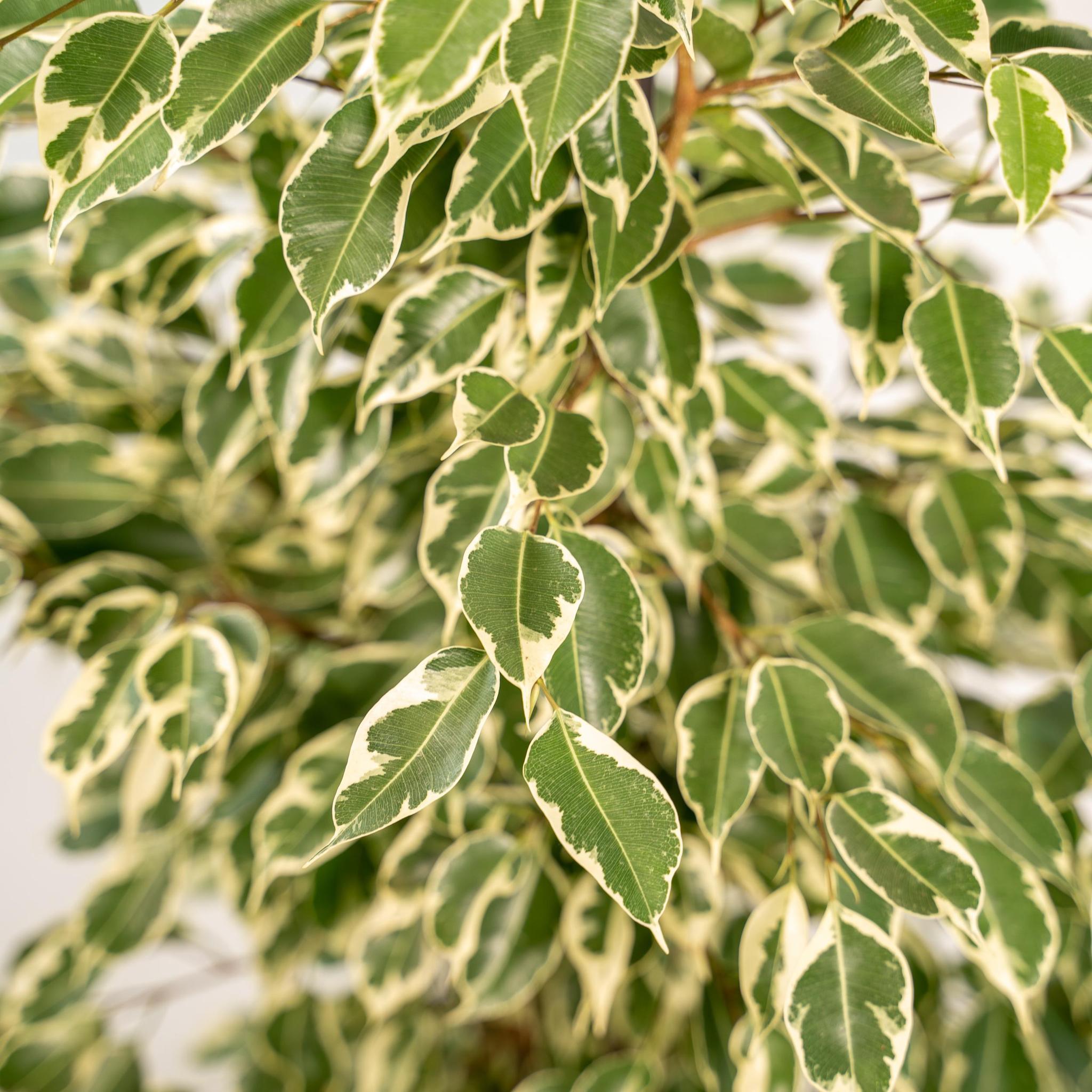 Ficus benjamina Twilight - Ø21cm - ↕95cm + Pot Mayk Lood