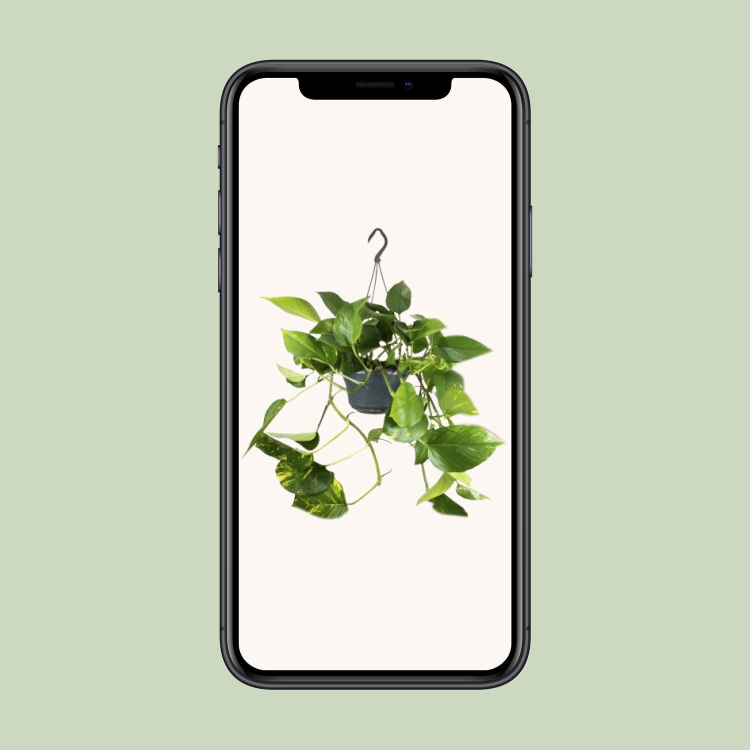 Epipremnum Pinnatum - Ø15 - ?25cm