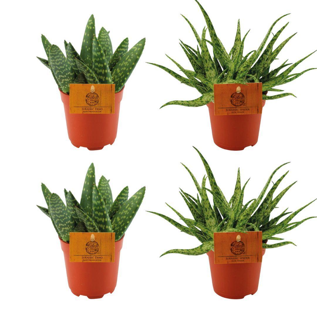 2x Aloe Paradisicum + 2x Aloe Spider - 4 stuks - Ø10,5cm - ↕10cm