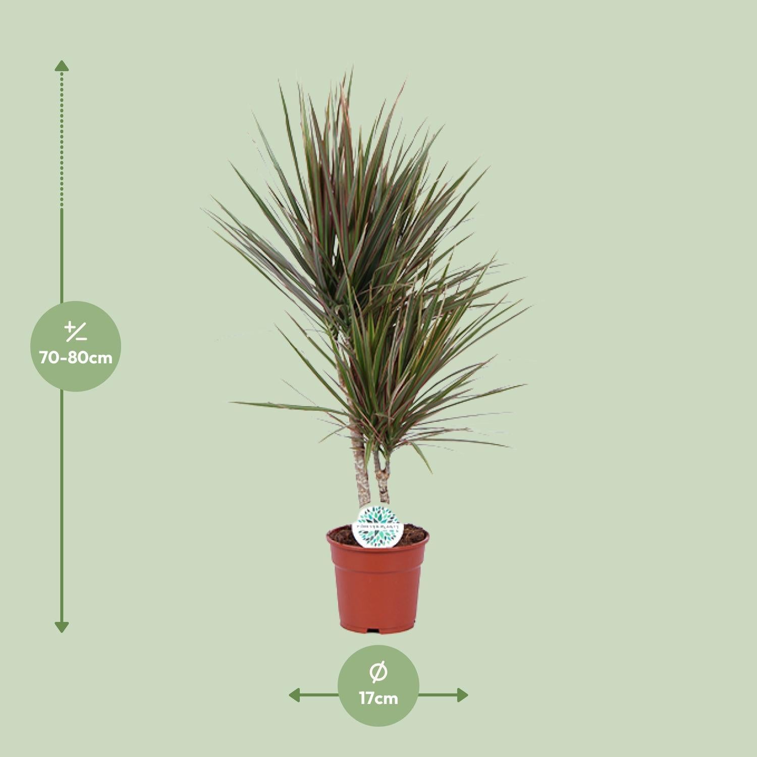 Dracaena Tweekleurig - Ø17cm - ↕75cm