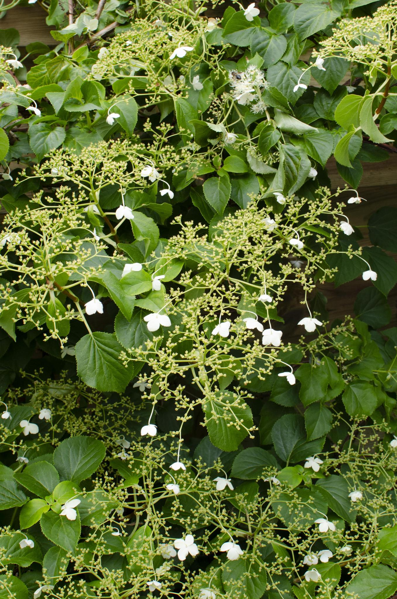 3x - Hortensia petiolaris - ?65cm - Ø15