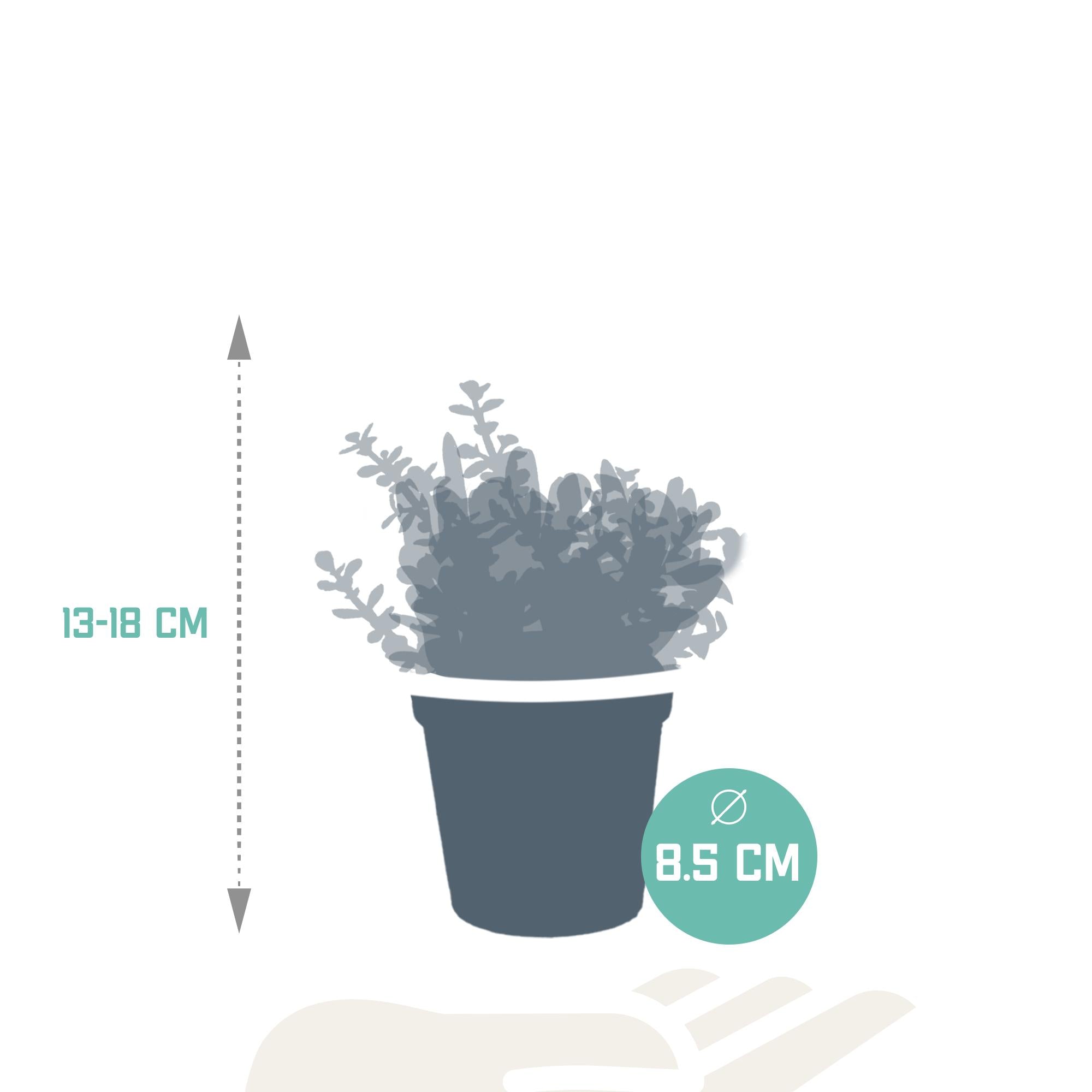Crassula mix 8,5 cm - 3x - zonder pot