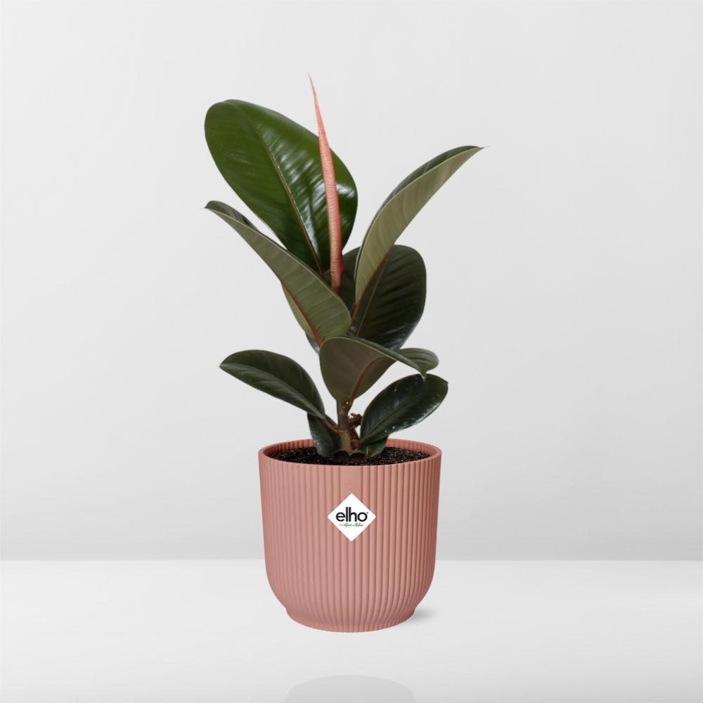Ficus Elastica 'Robusta' in ELHO Vibes Fold 14cm roze