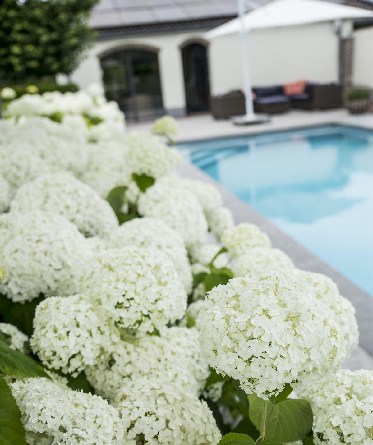 Hortensia arbo. 'Strong Annabelle'® - ?30cm - Ø19cm