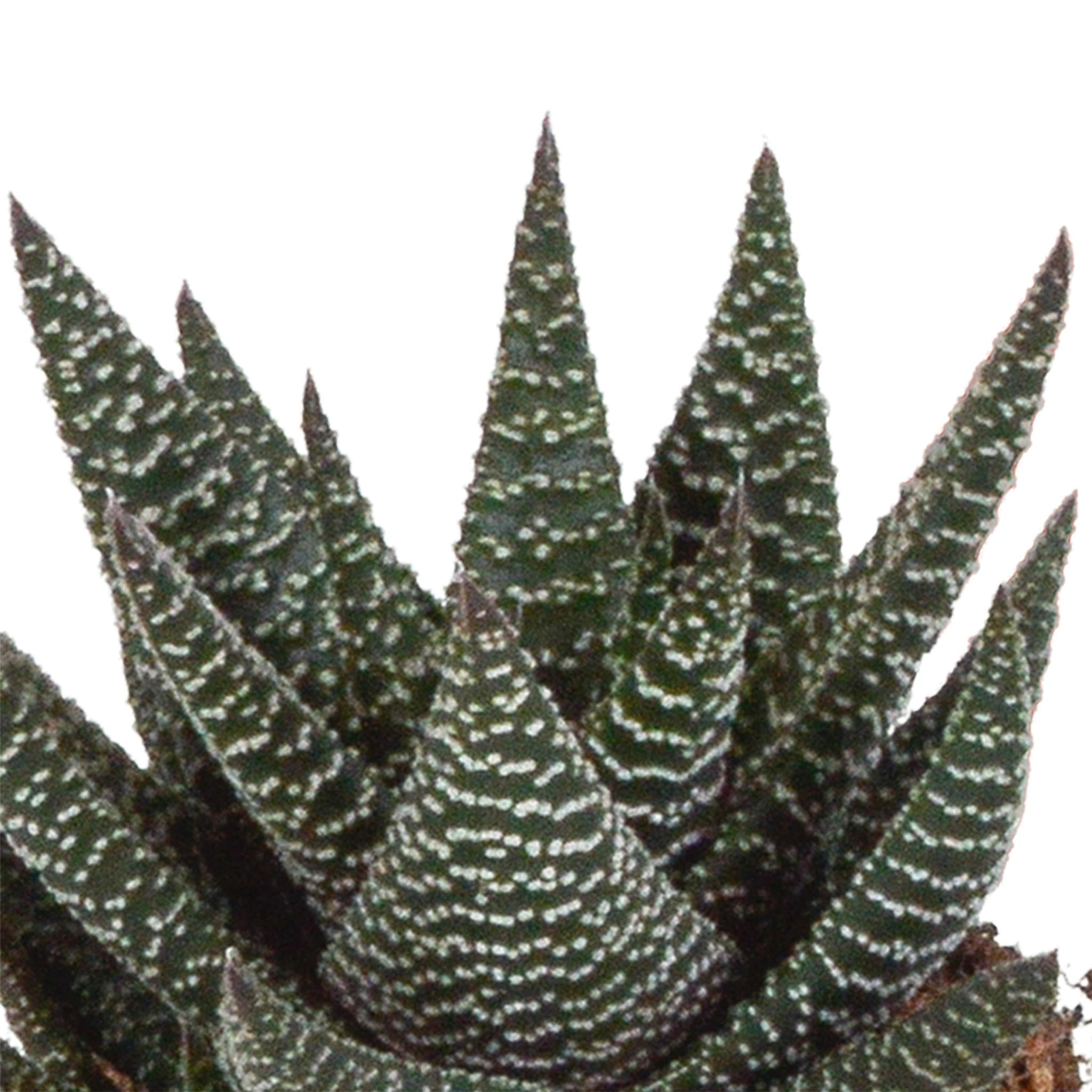 Gasteria/Haworthia Mischung 8,5cm - 3x - im weißen Topf