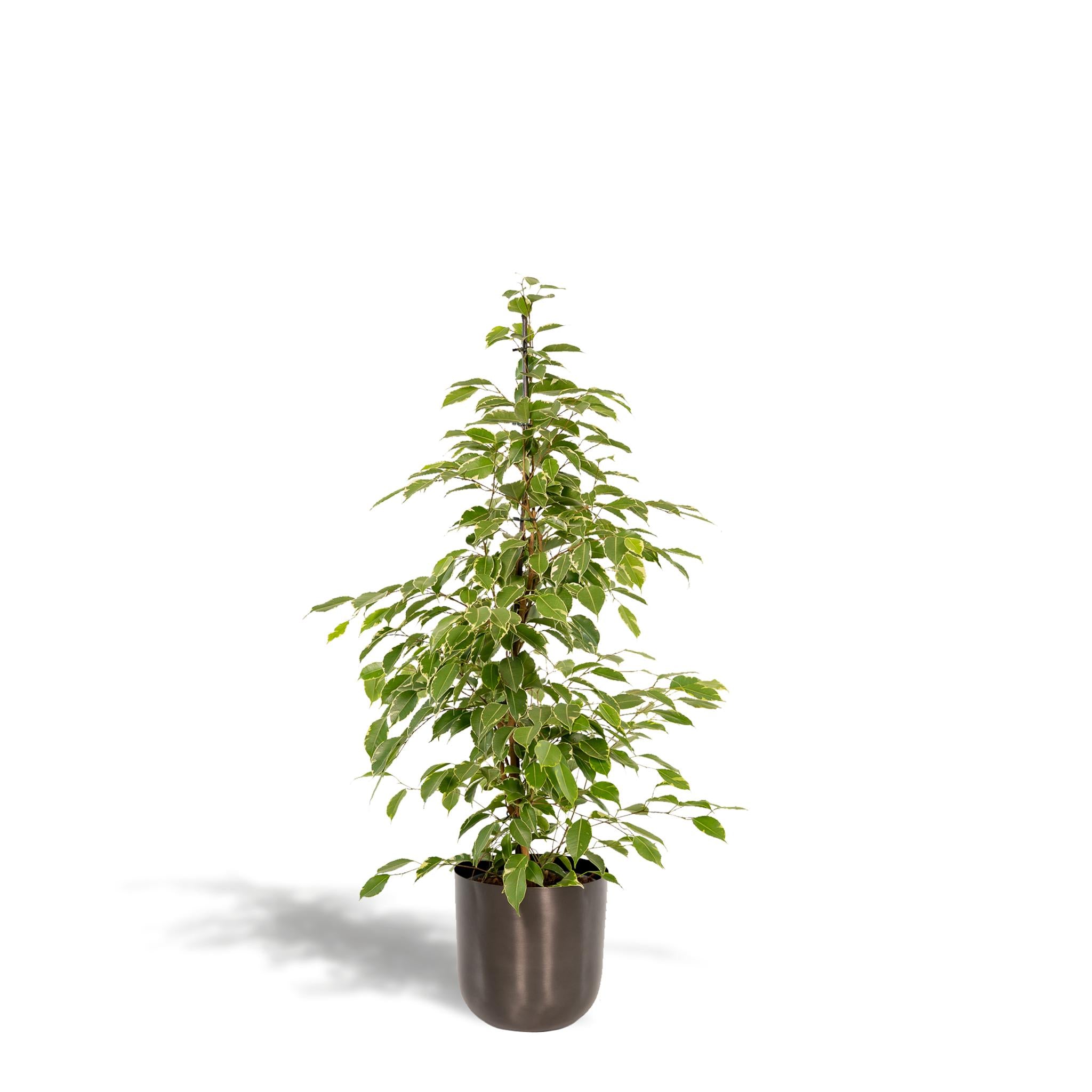 Ficus benjamina Goldenking - Ø21cm - ↕95cm + Pot Mayk Lood