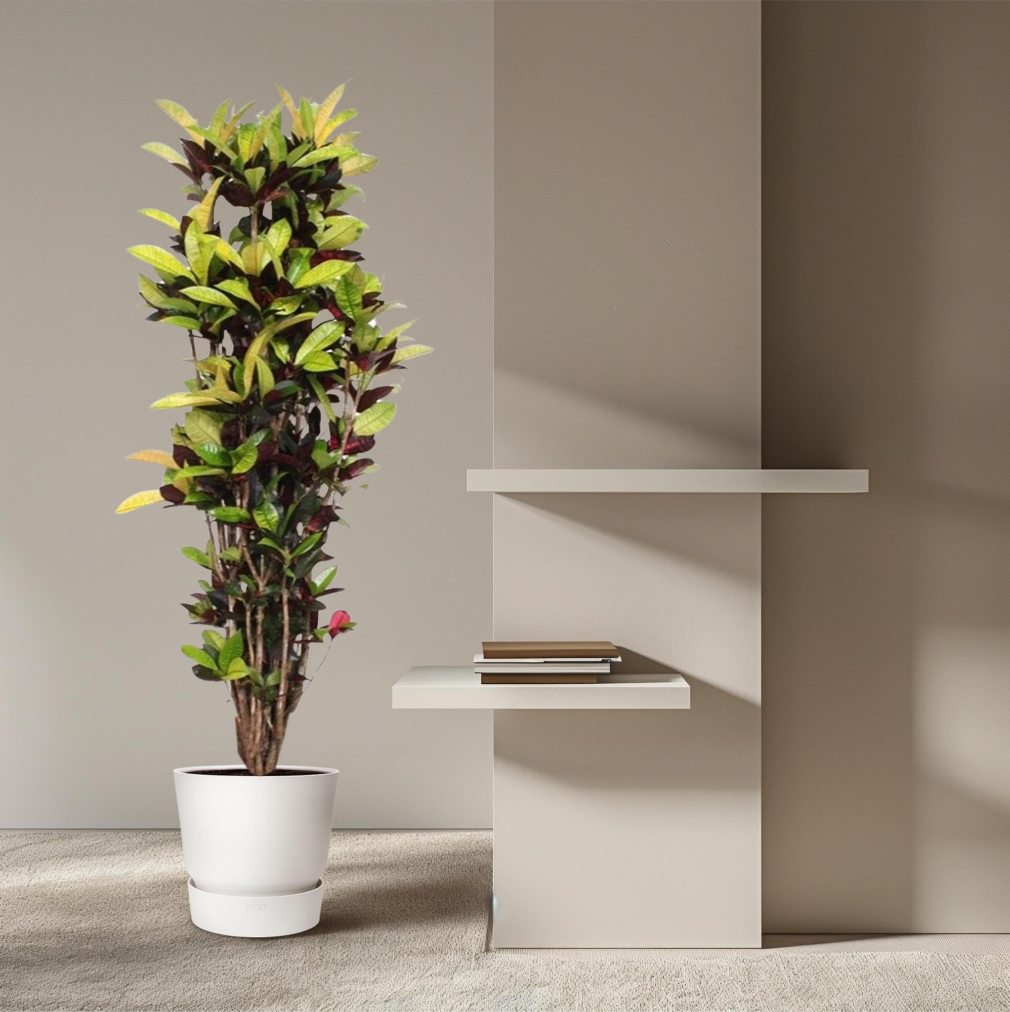 Codiaeum ijston (Croton ijston) - 190 cm - ø45