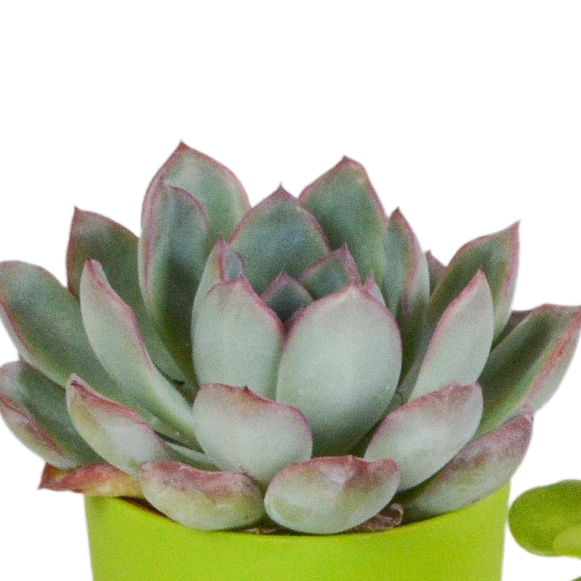 Vetplantenmix 5,5 cm - 5x - in kunststof pot