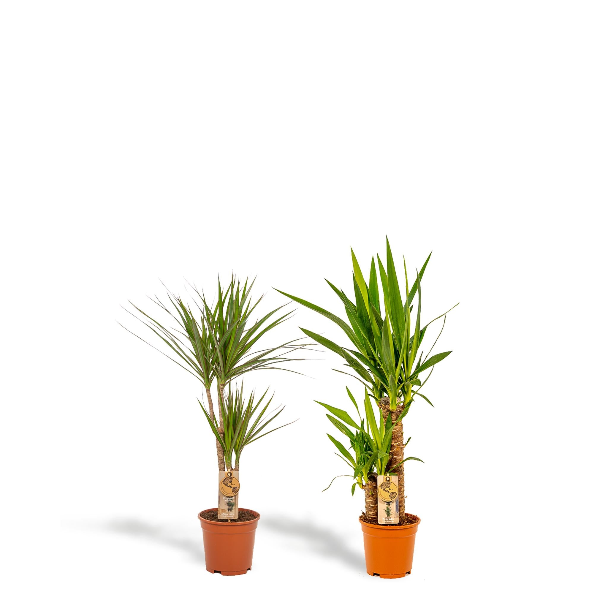 Dracaena?70cm - Ø17cm + Yucca?90cm - Ø17cm